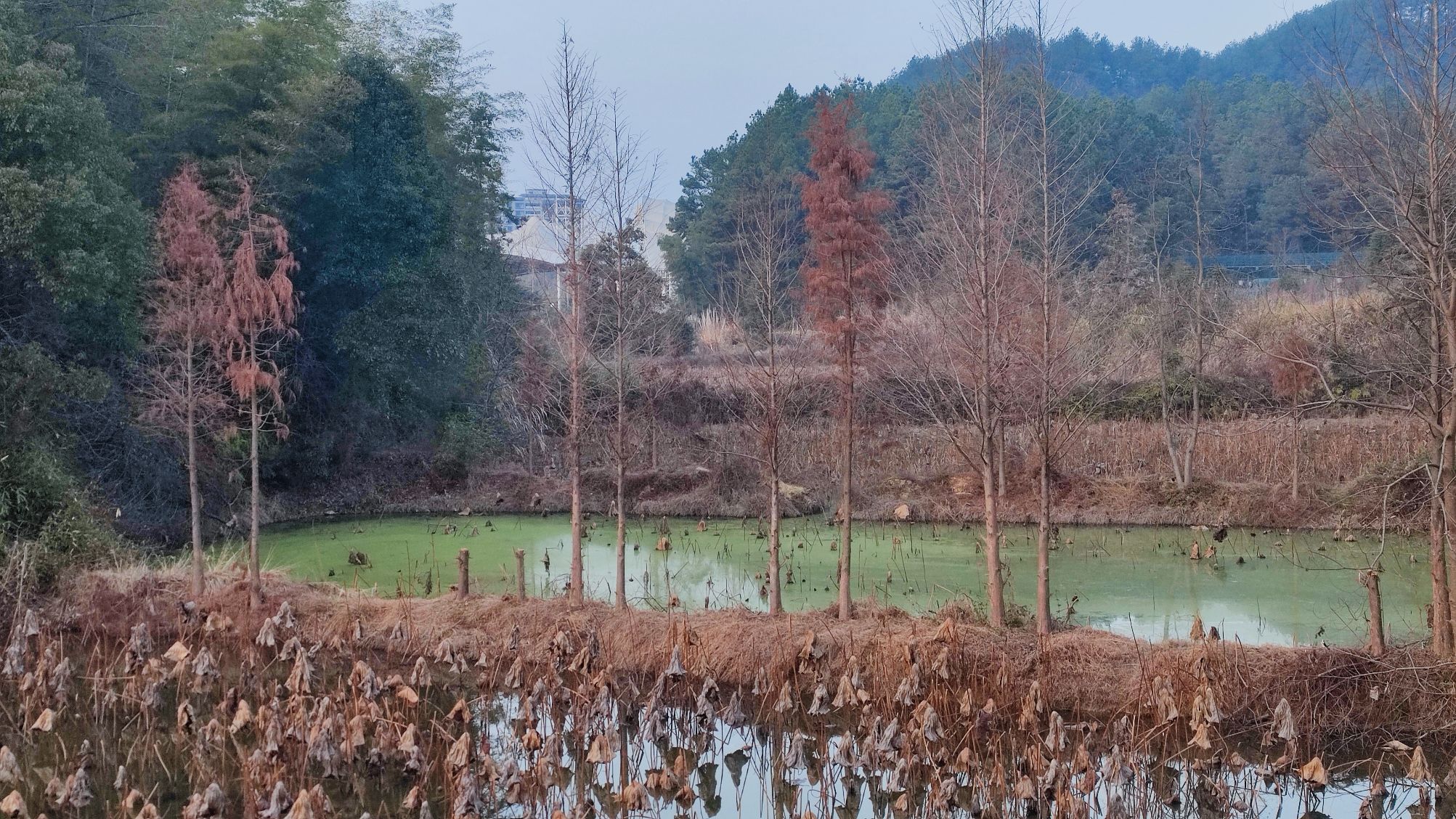 凤凰湖景区旅行图片 3