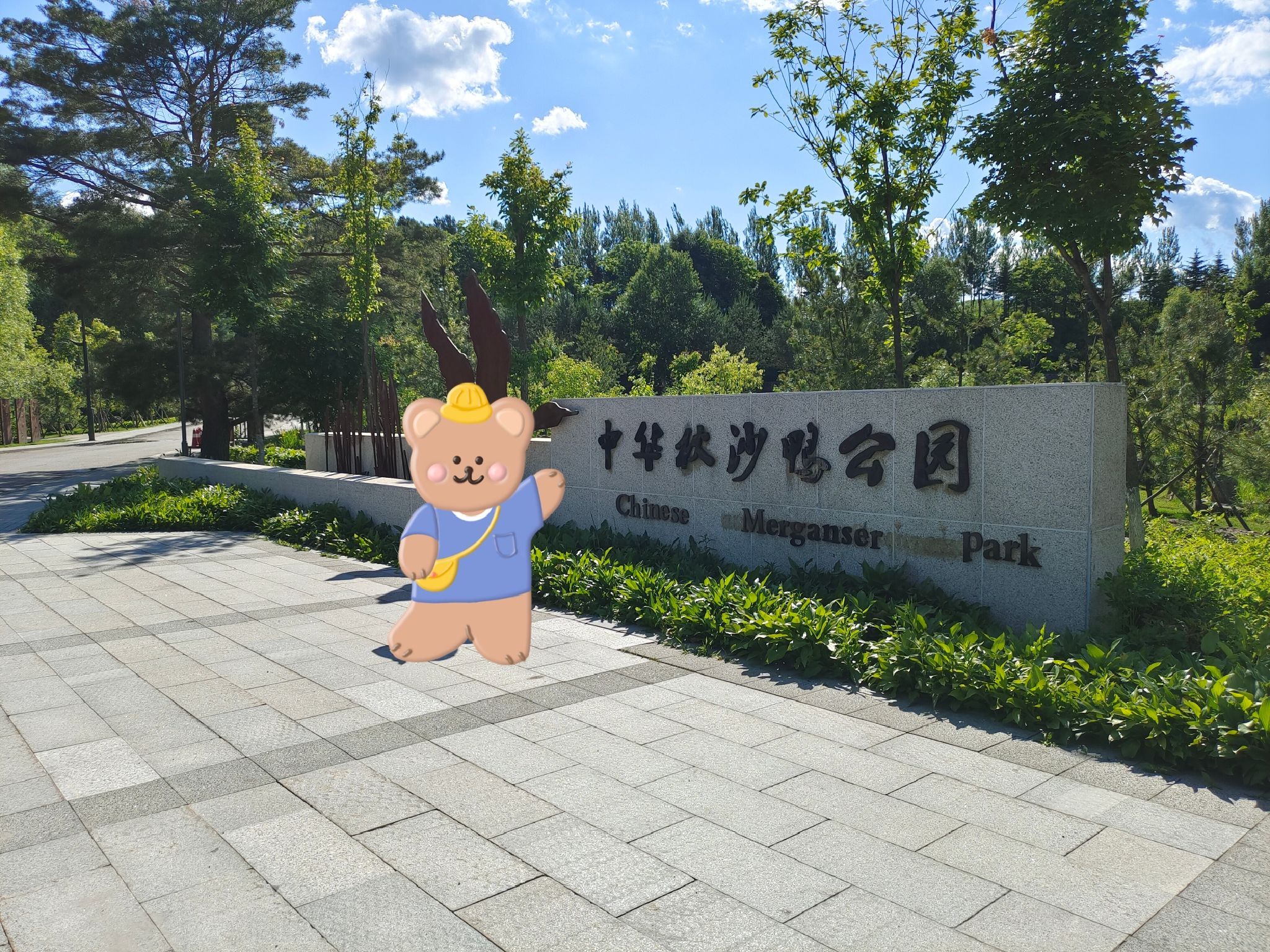中华秋沙鸭公园旅行图片 1