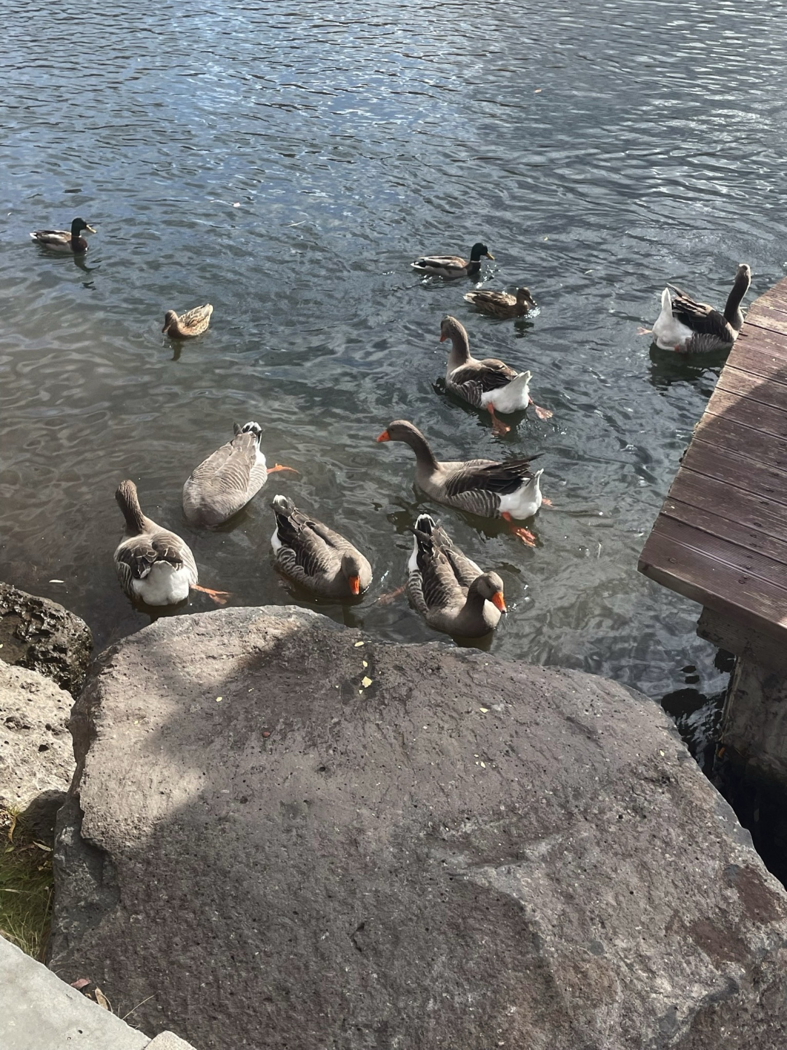中华秋沙鸭公园旅行图片 1