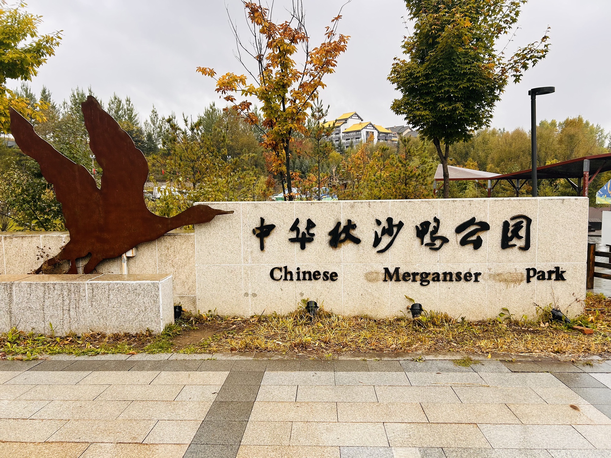中华秋沙鸭公园