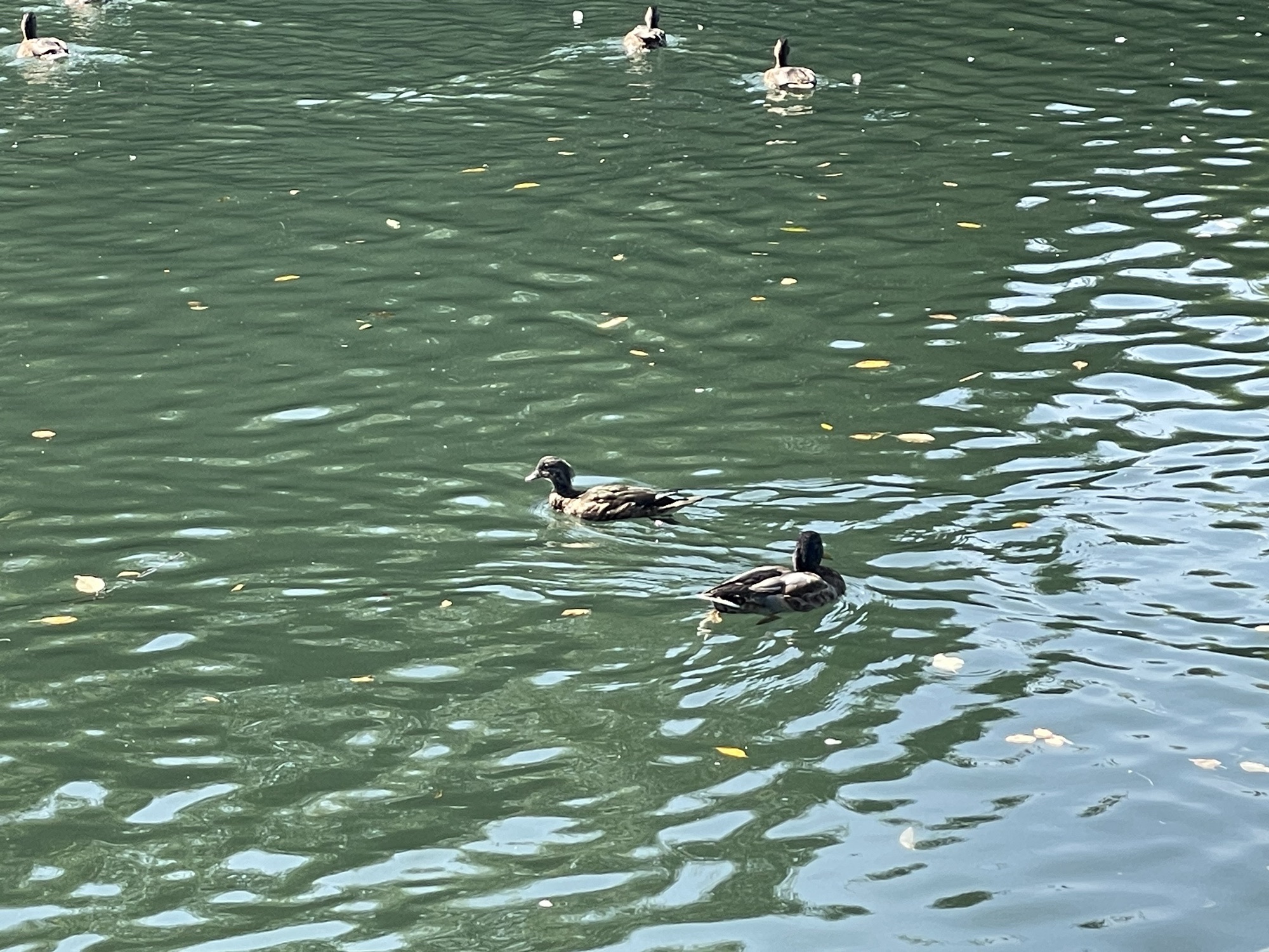 中华秋沙鸭公园旅行图片 3