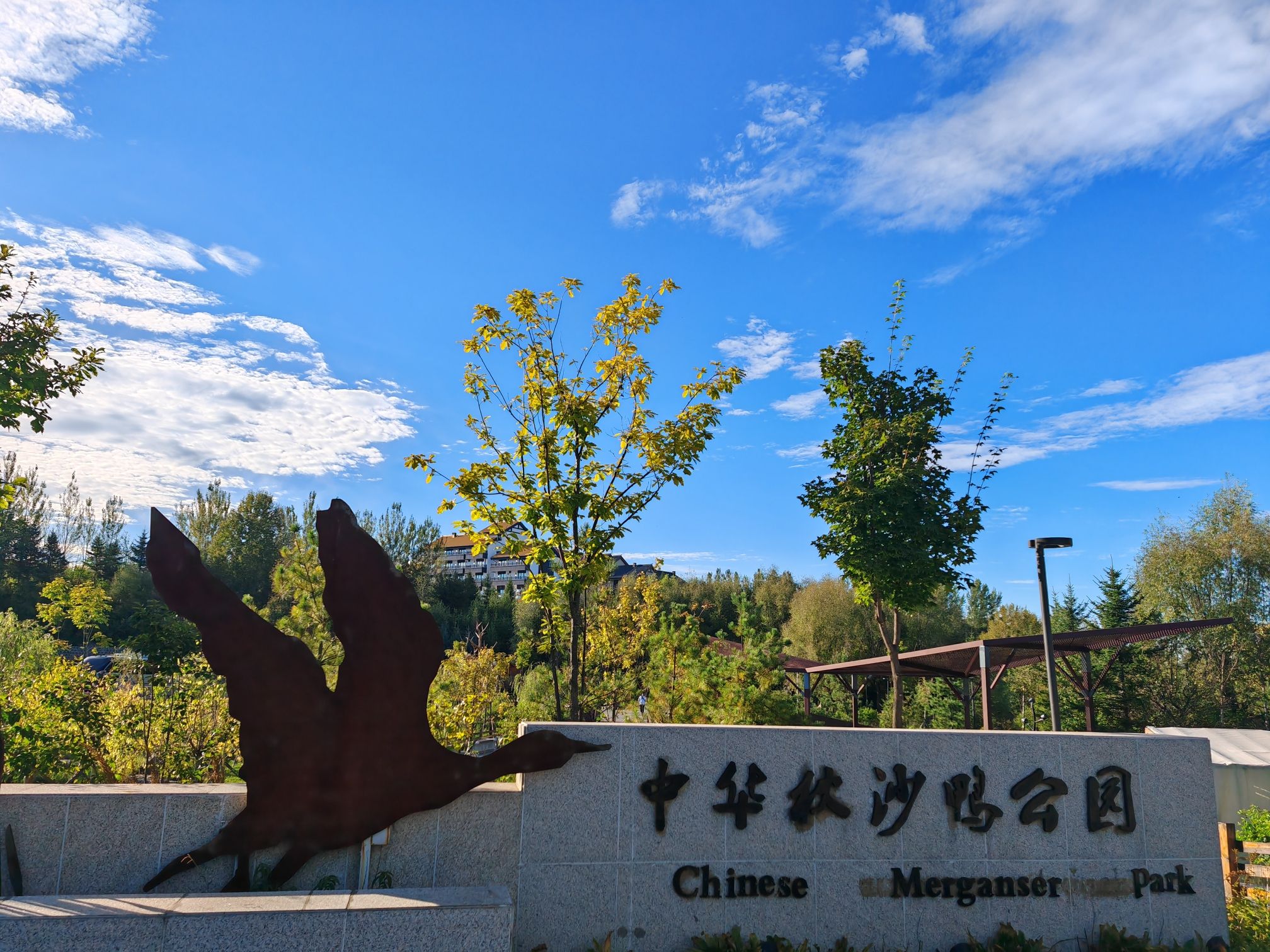 中华秋沙鸭公园旅行图片 1