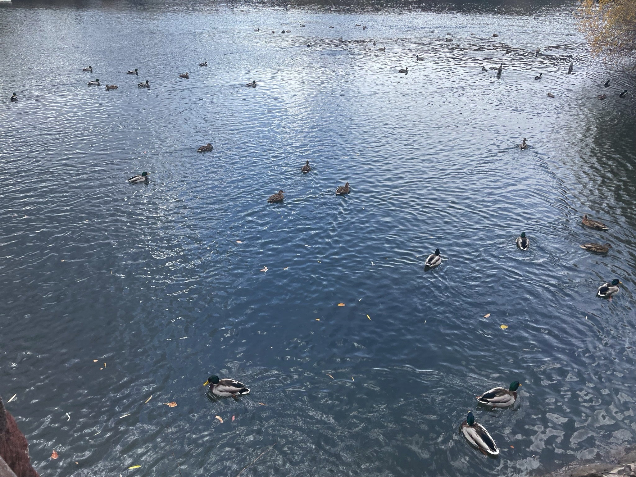 中华秋沙鸭公园旅行图片 3