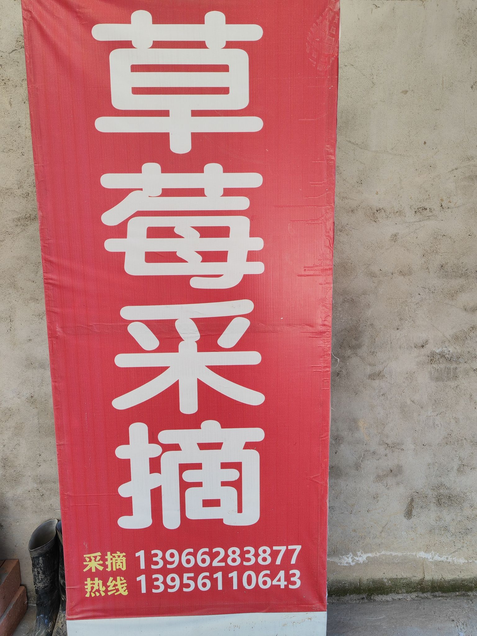 六安城南南河人家草莓采摘基地