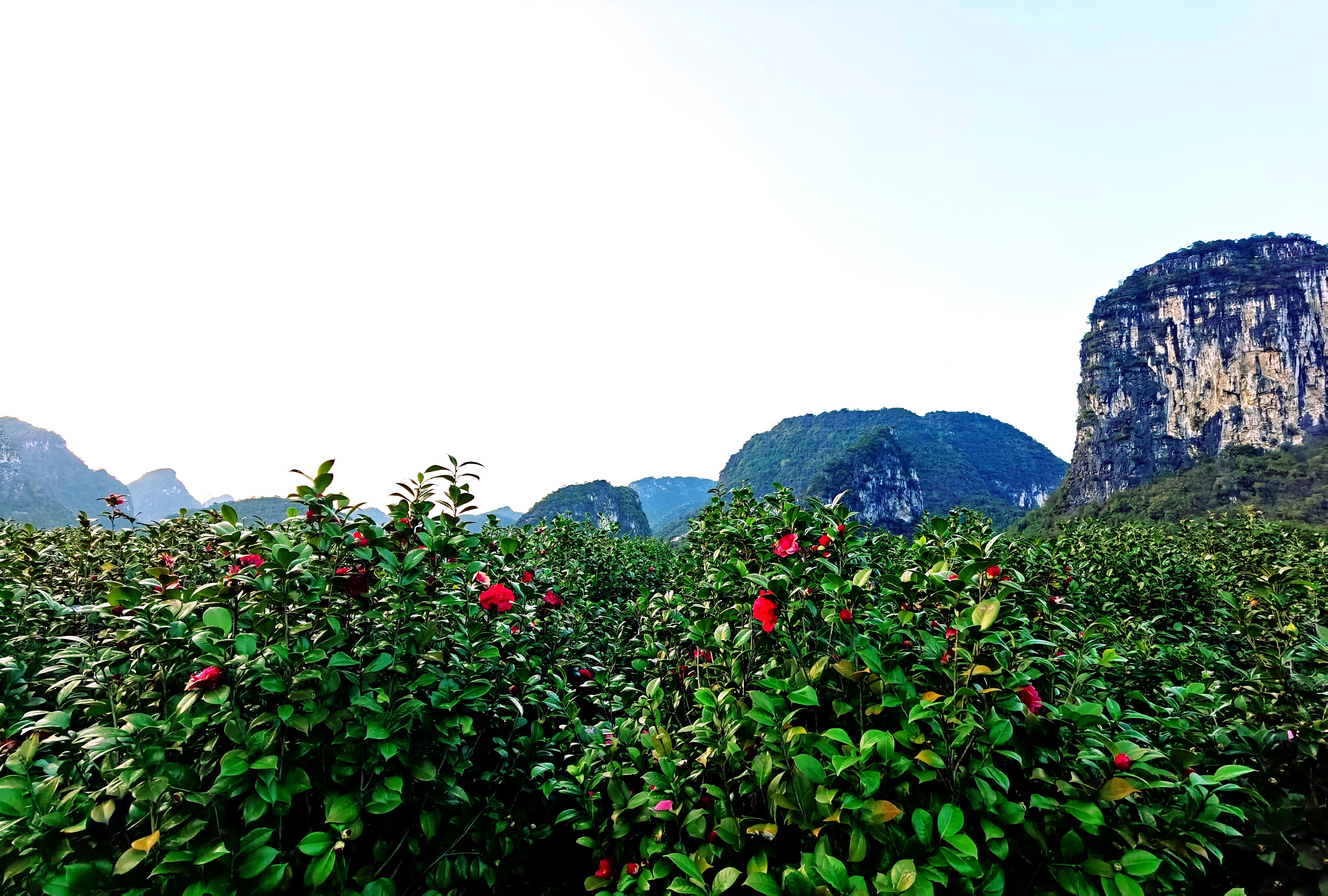 云姚花谷旅行图片 2