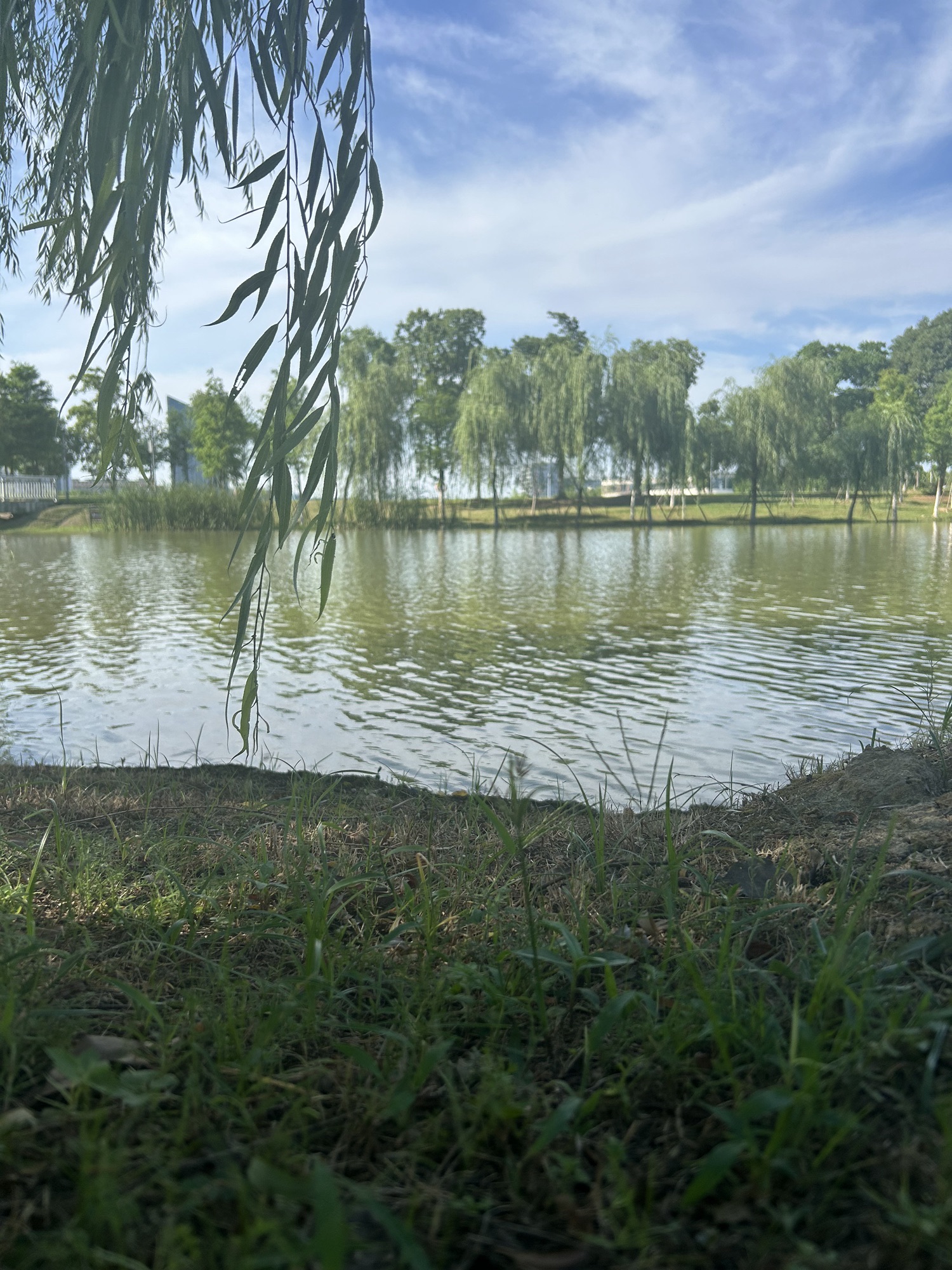 金湖公园旅行图片 3