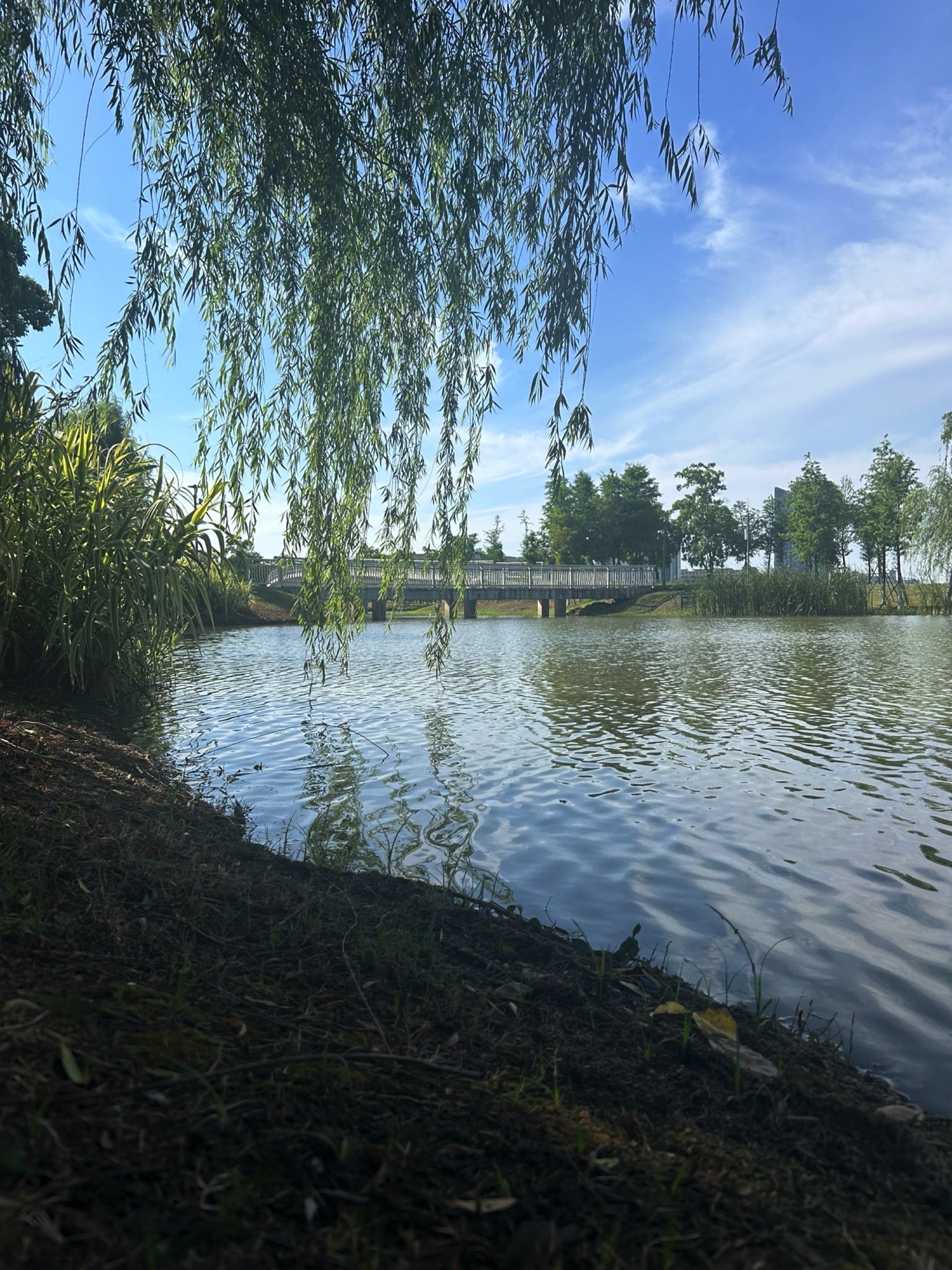 金湖公园旅行图片 1