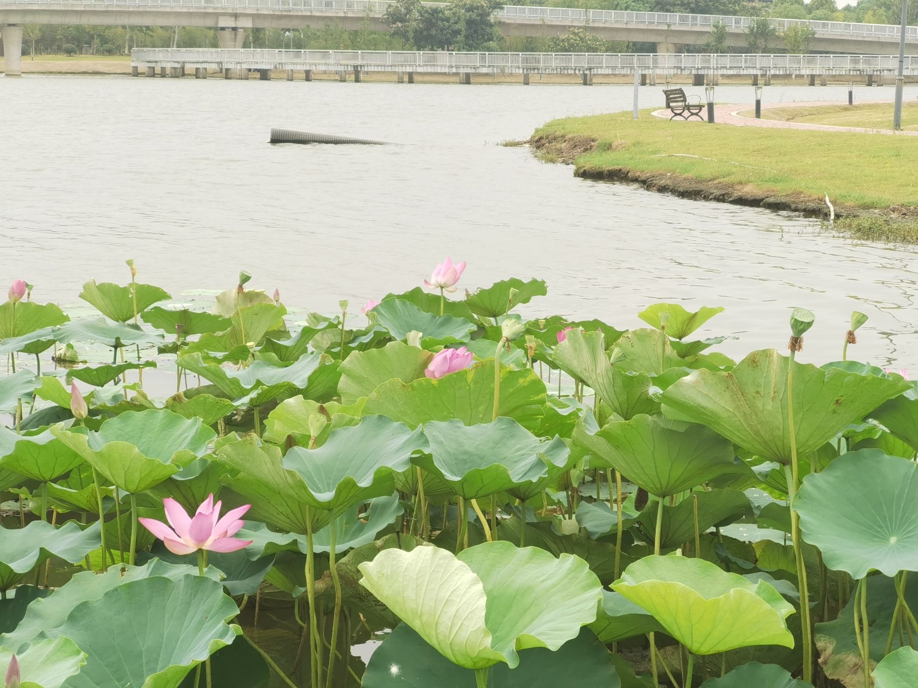 金湖公园旅行图片 1