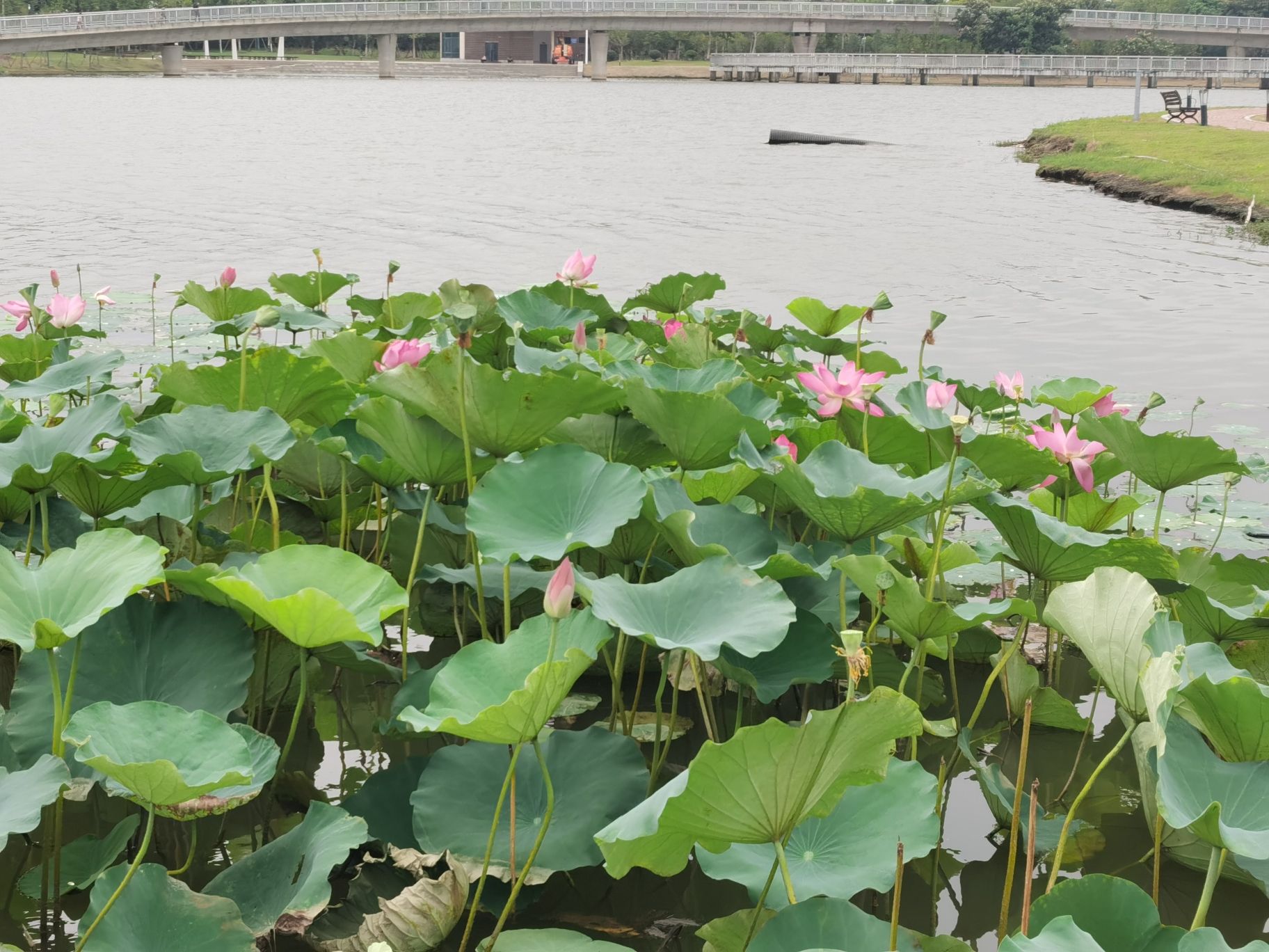 金湖公园旅行图片 2