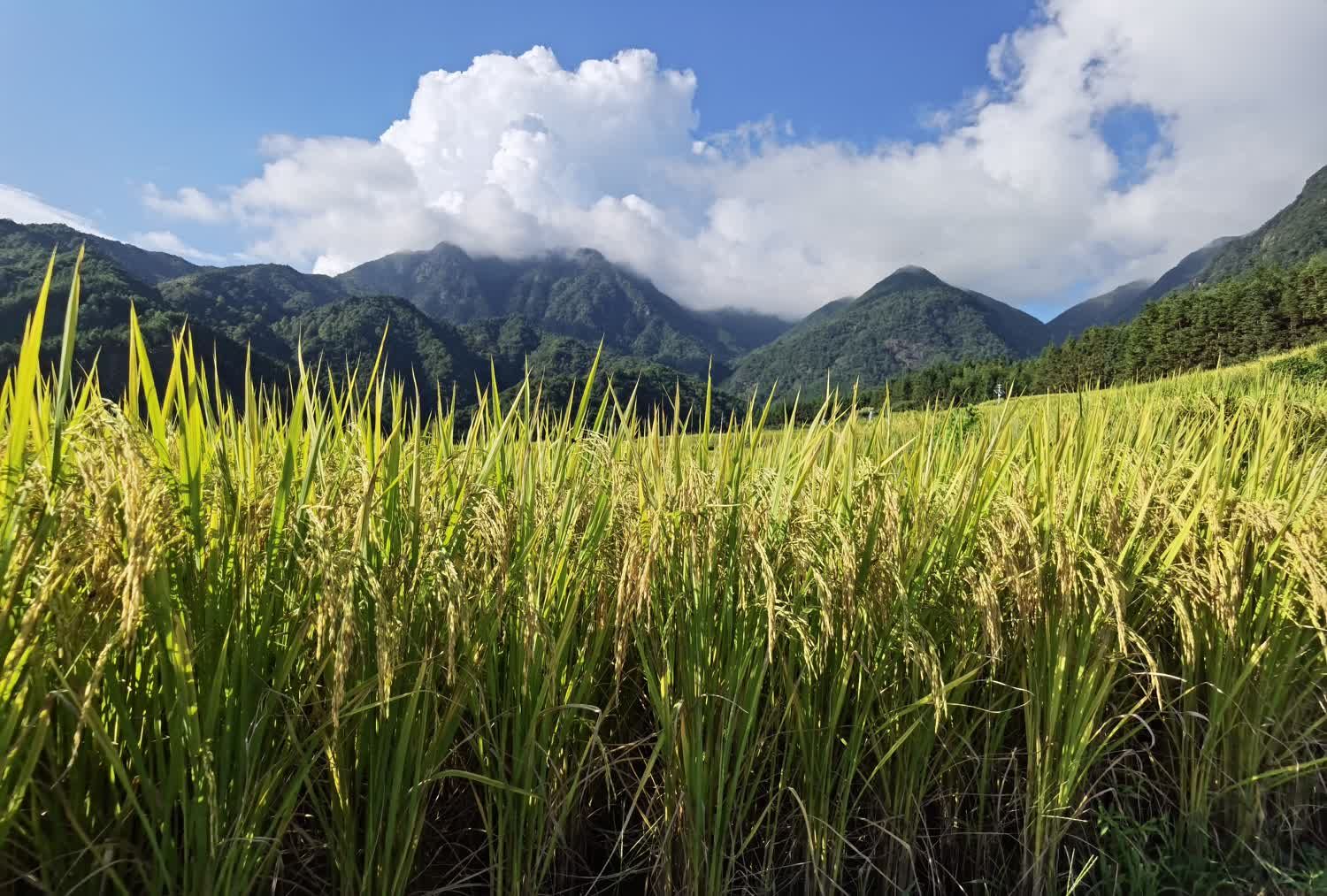 黑山梯田旅行图片 3