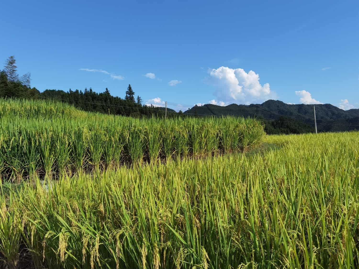 黑山梯田旅行图片 2
