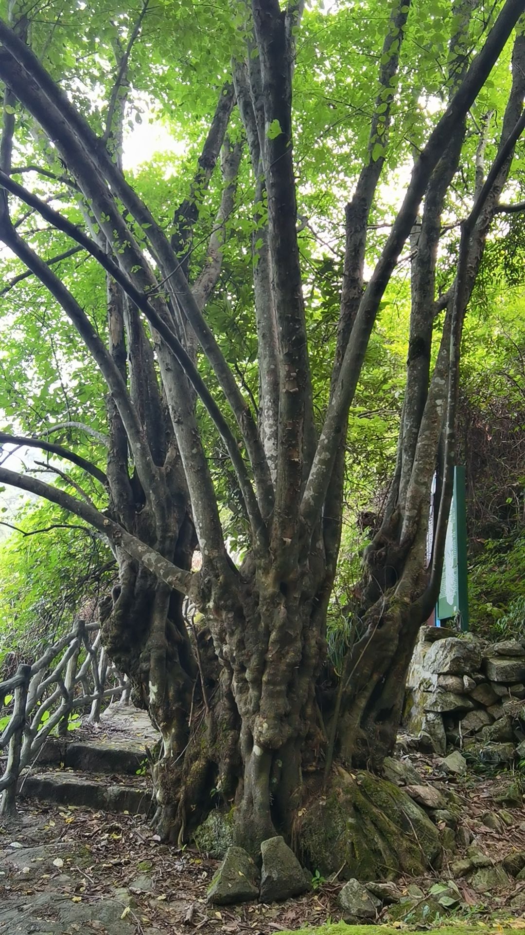 滴水源景区旅行图片 1