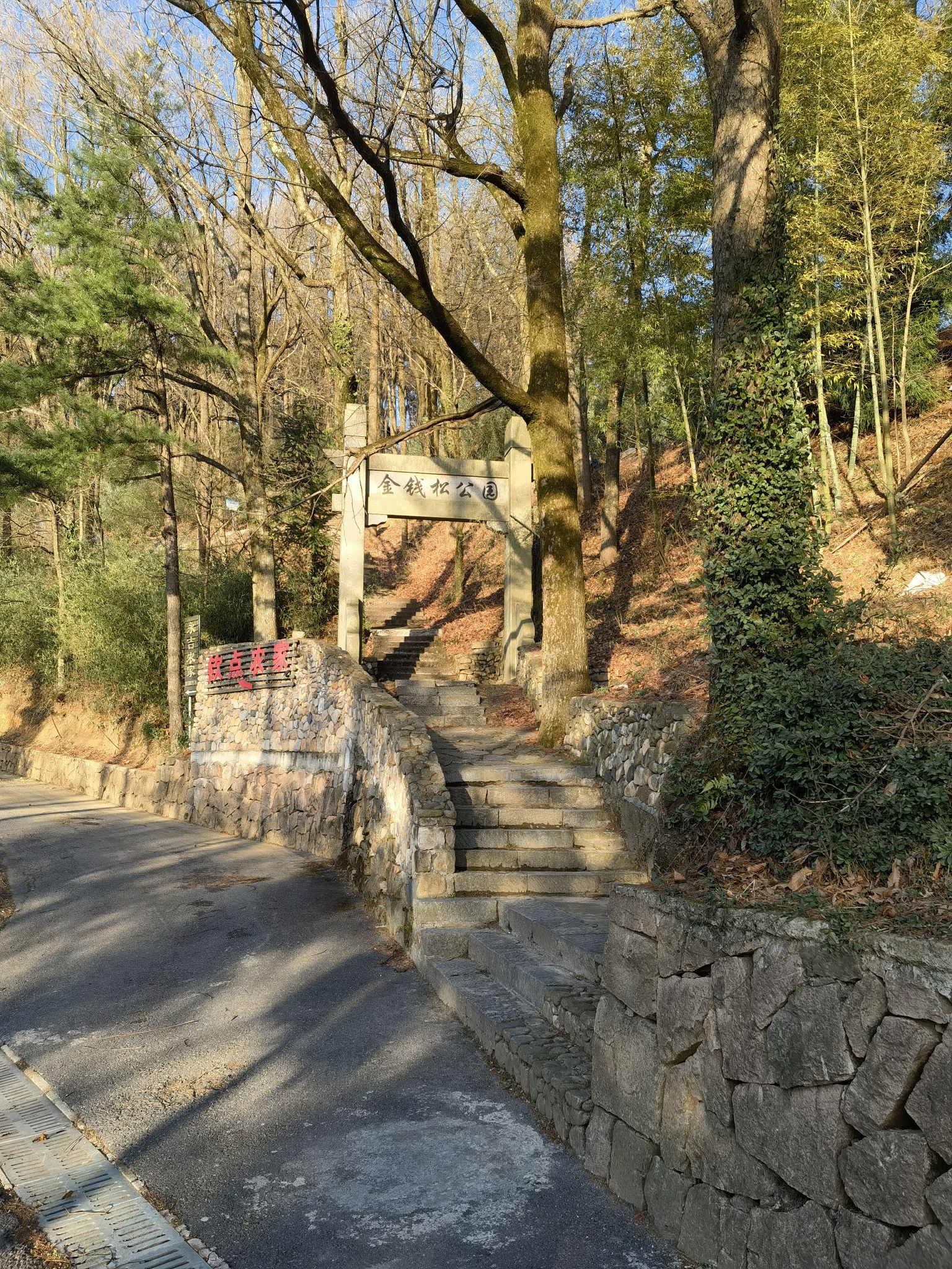 金钱松公园旅行图片 1