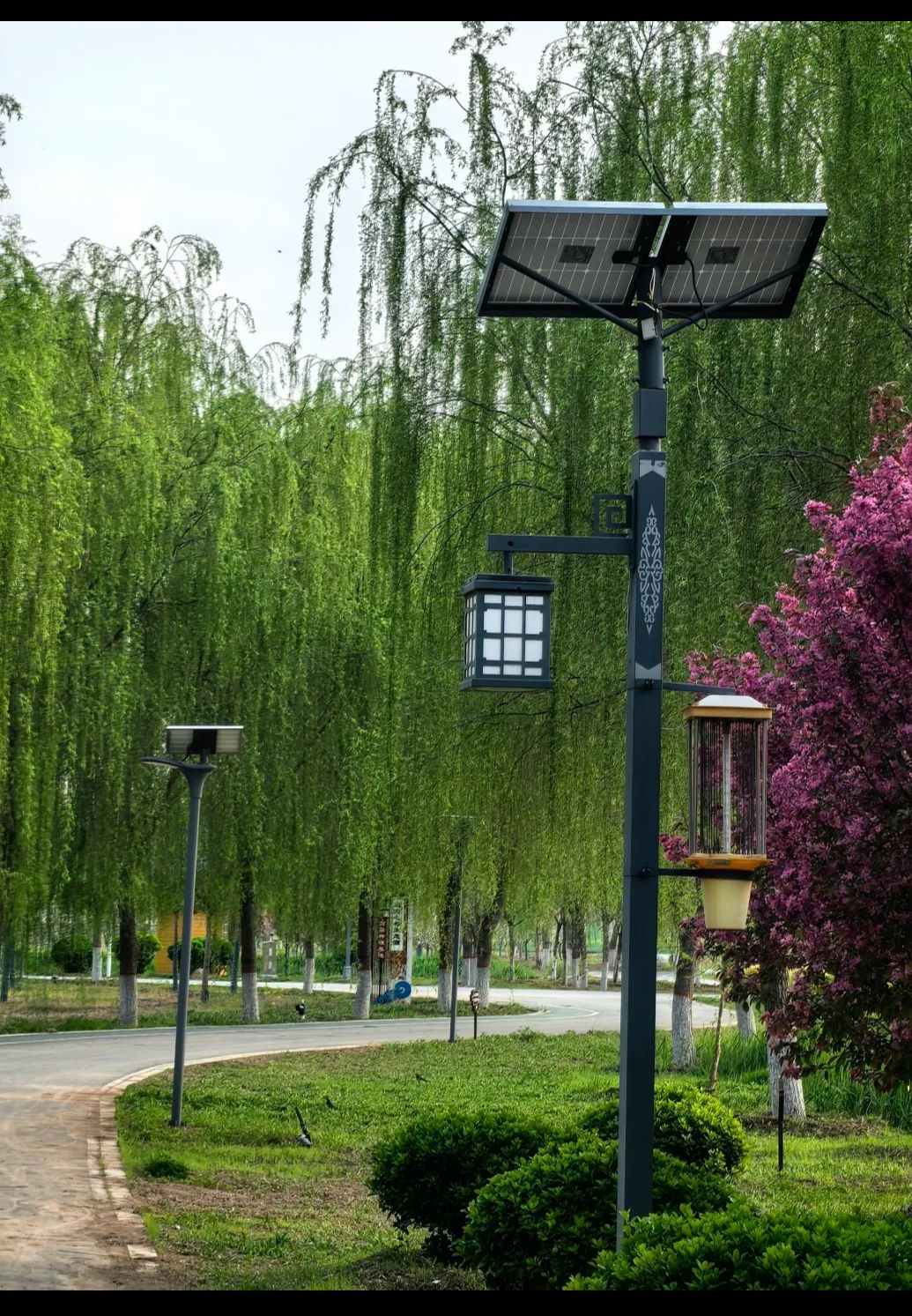 牛楼花海彩田景区旅行图片 2