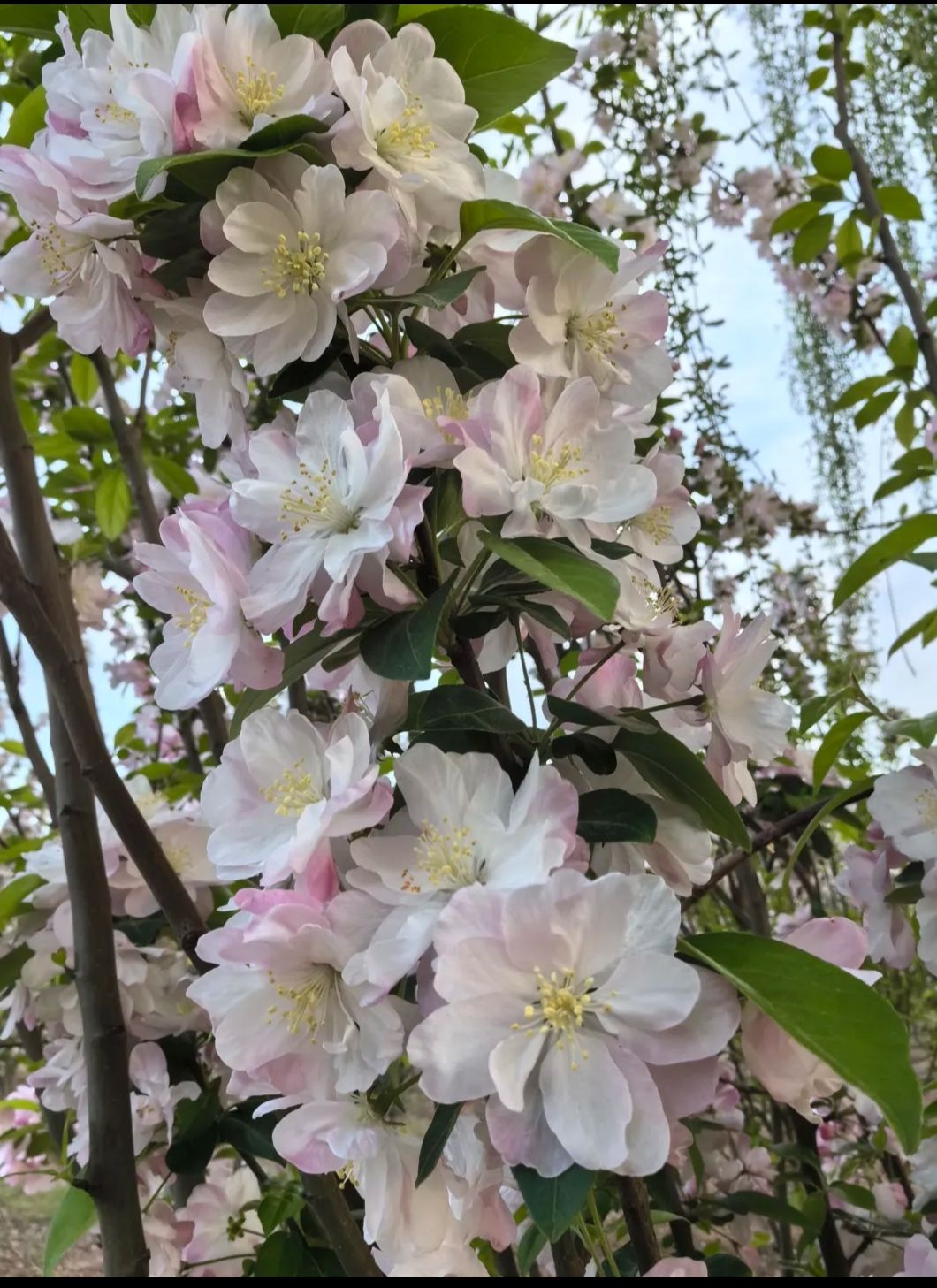牛楼花海彩田景区旅行图片 3