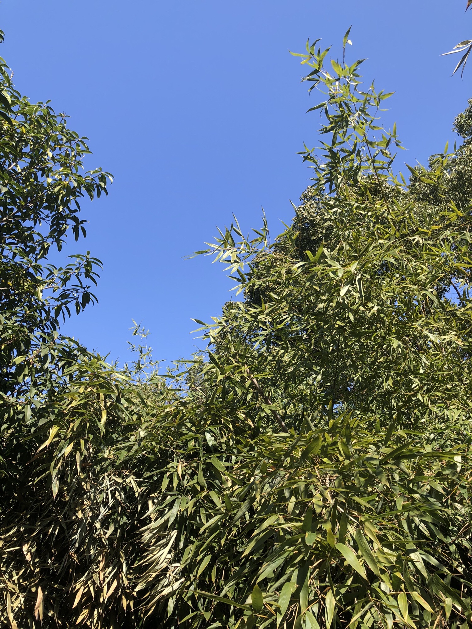 竹叶海公园旅行图片 2