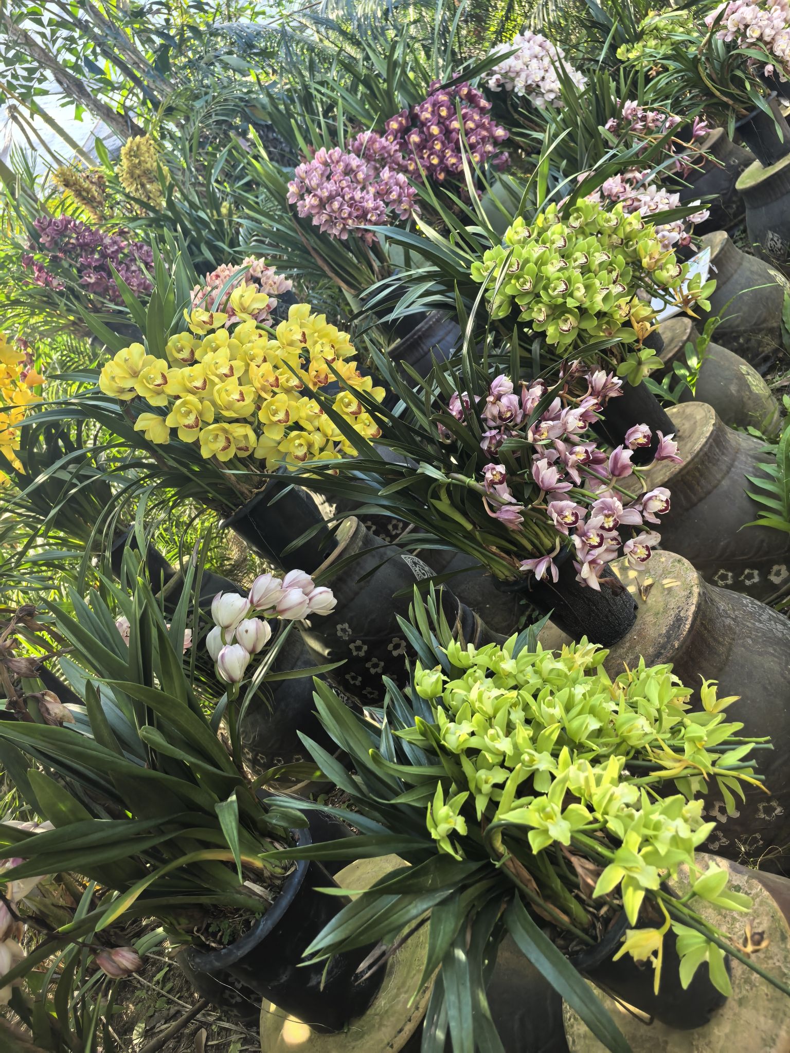 南天热带植物园