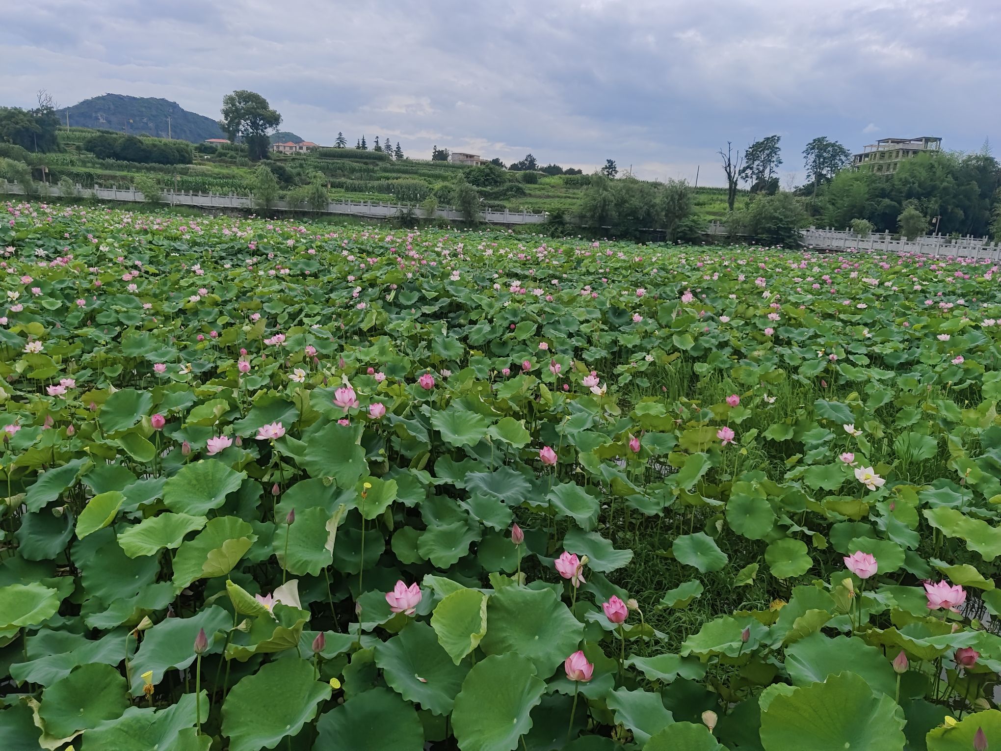 濂溪故里旅行图片 2