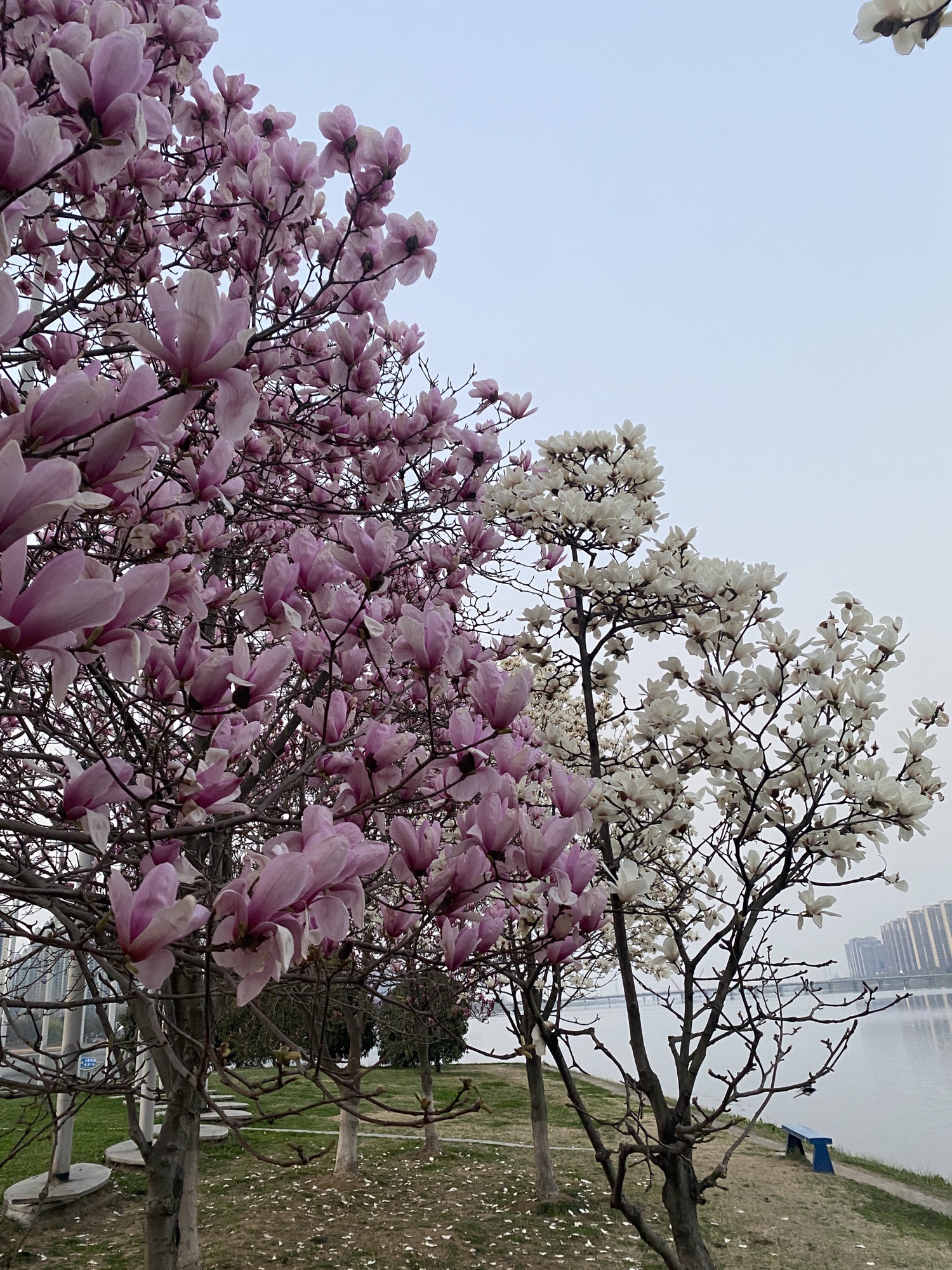 月亮岛旅行图片 2