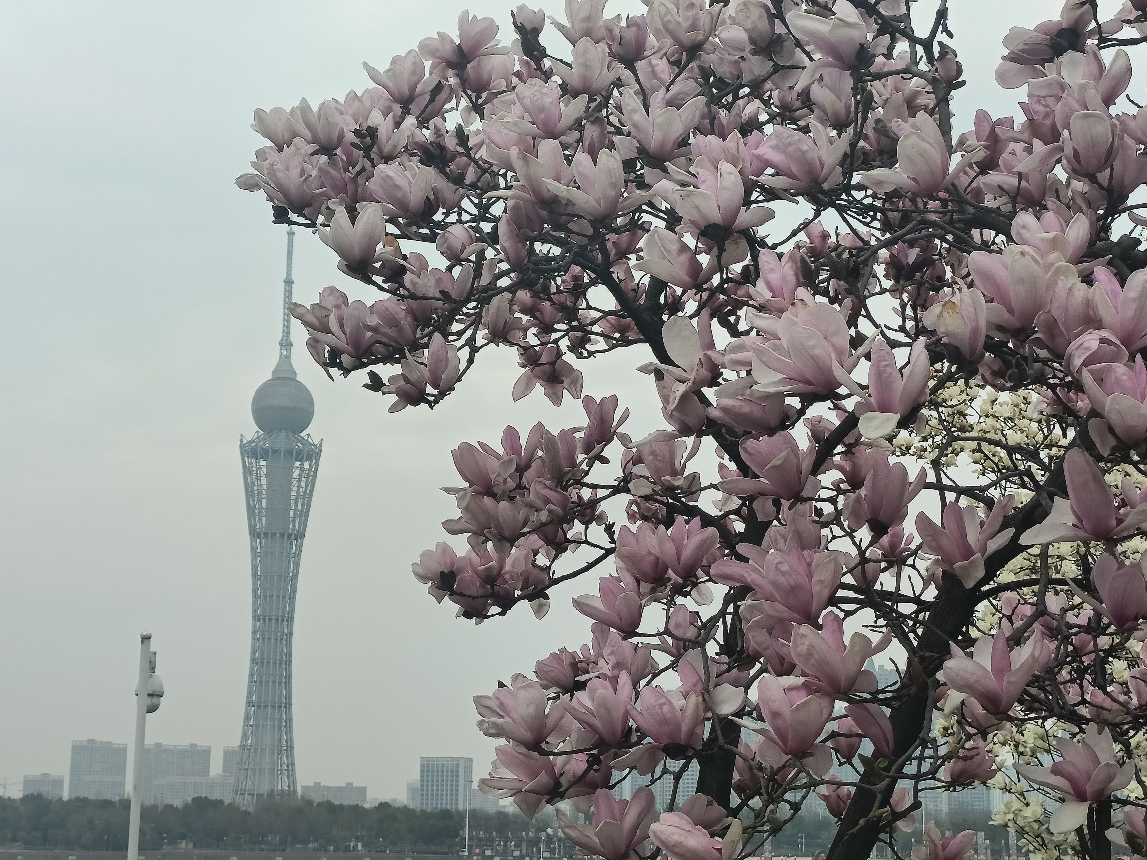 月亮岛旅行图片 1