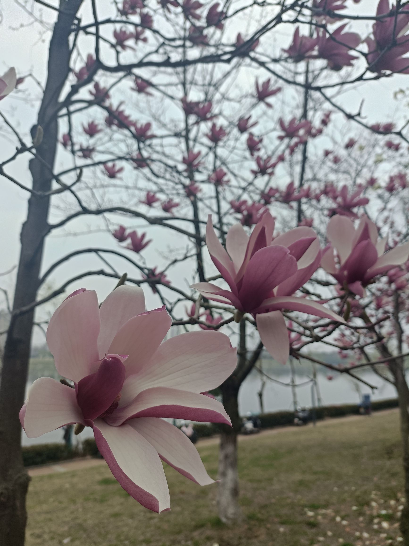 月亮岛旅行图片 3