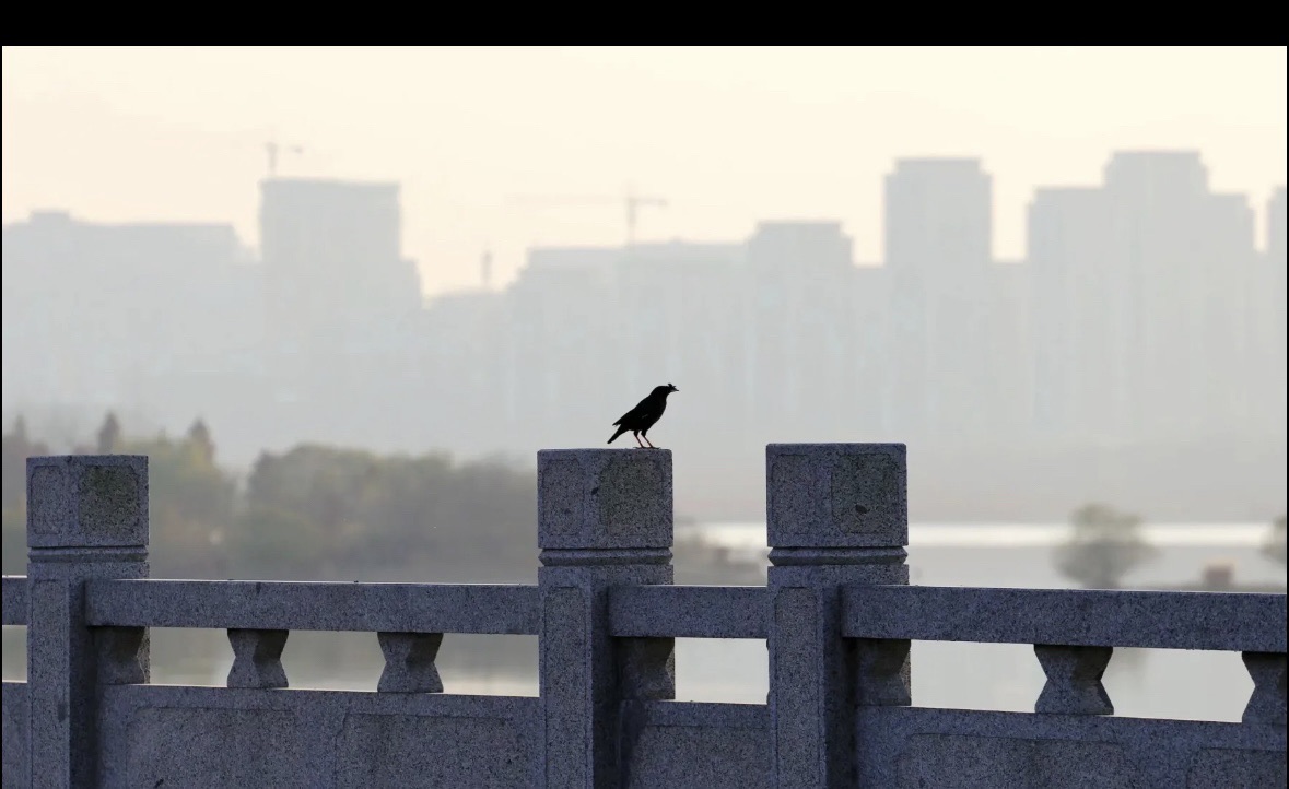 蜀山湖旅行图片 1