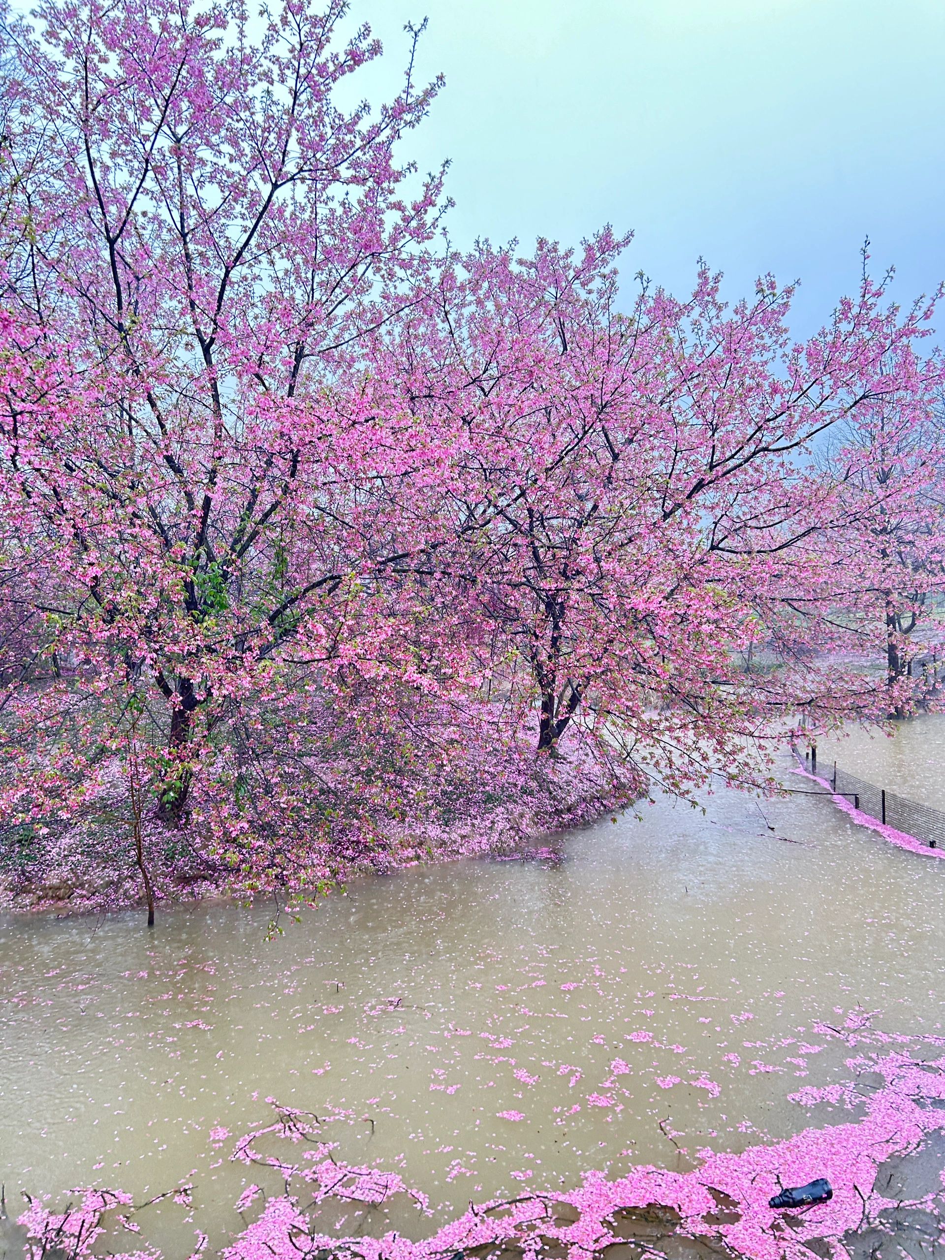 光明大观园旅行图片 1