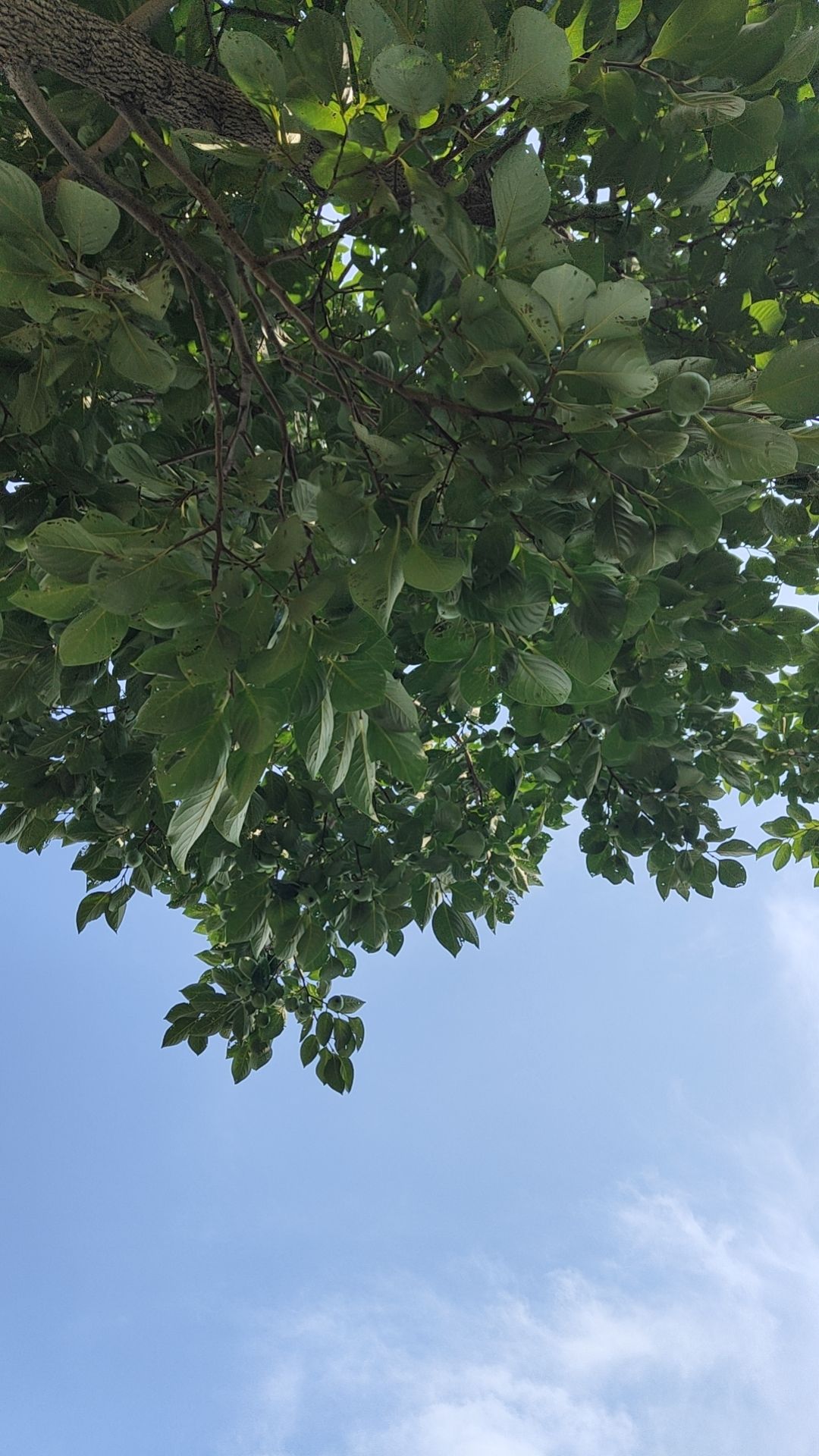 舵落口江滩公园旅行图片 3