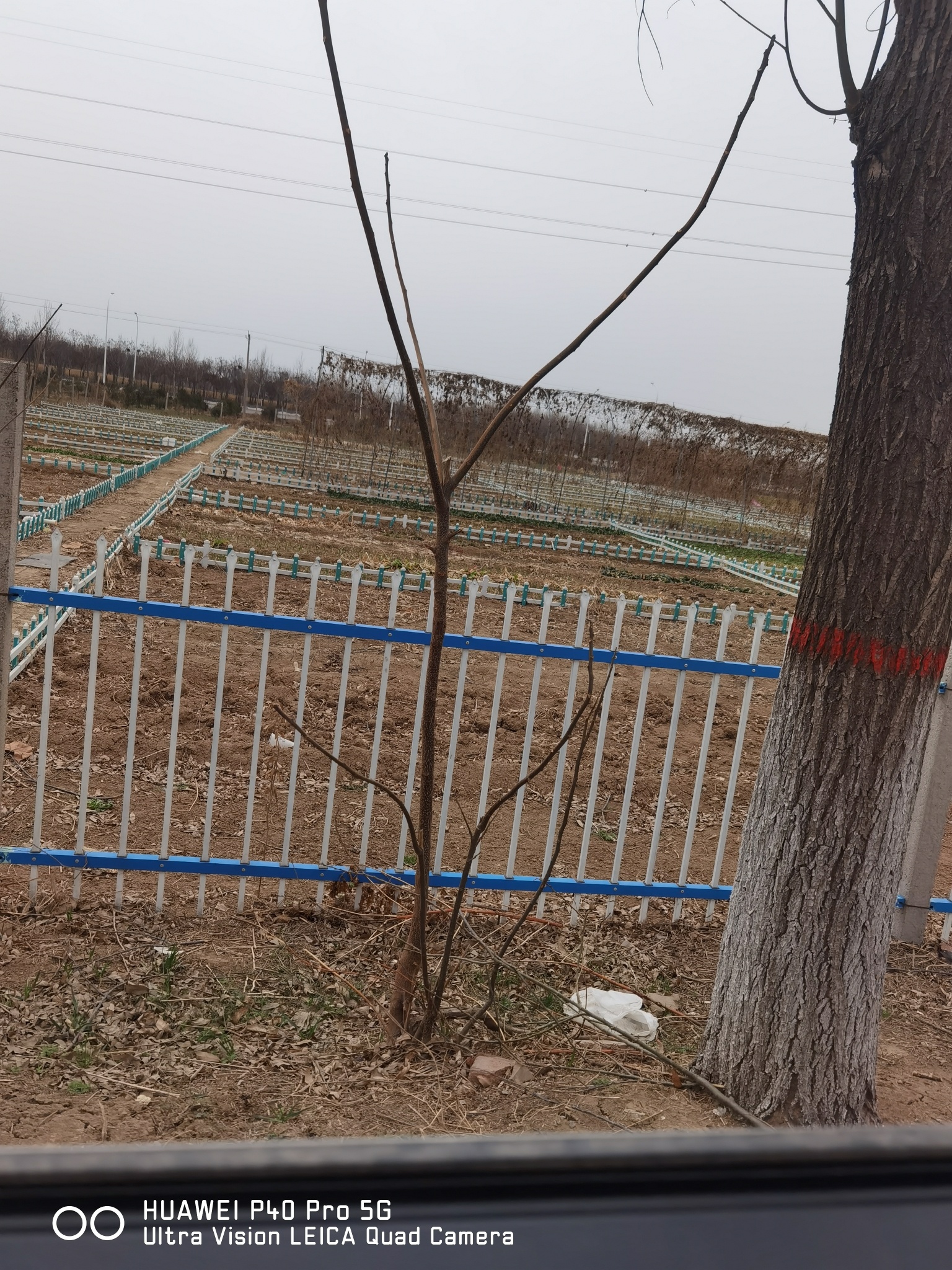 南乐森林公园旅行图片 2