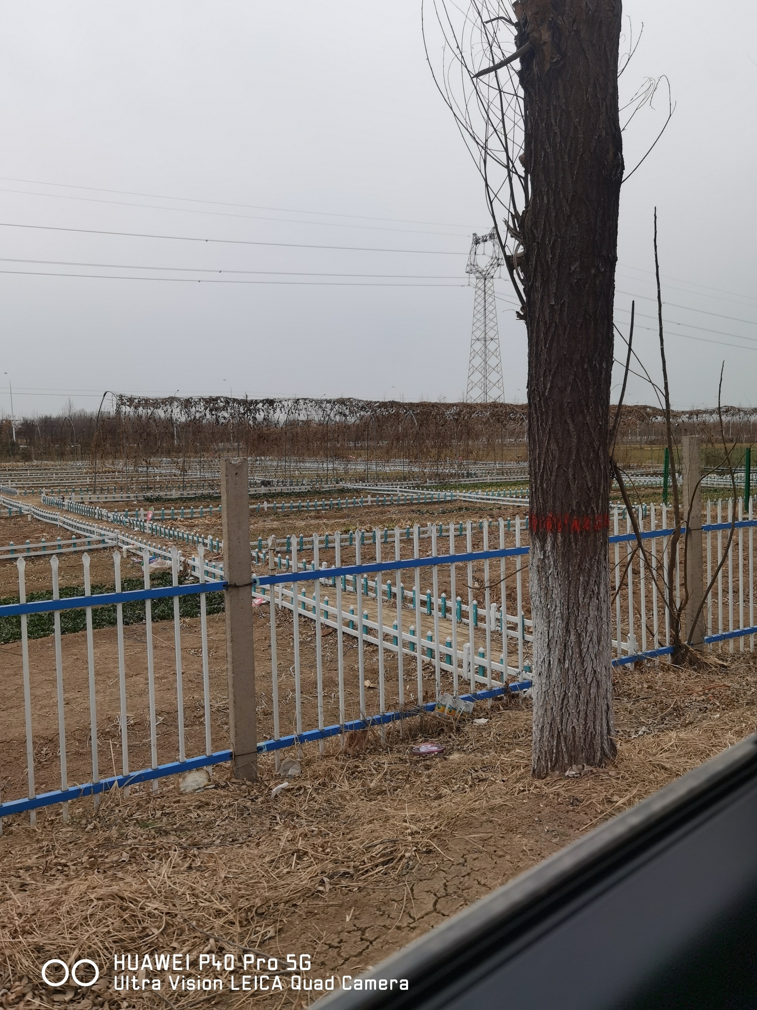 南乐森林公园旅行图片 3