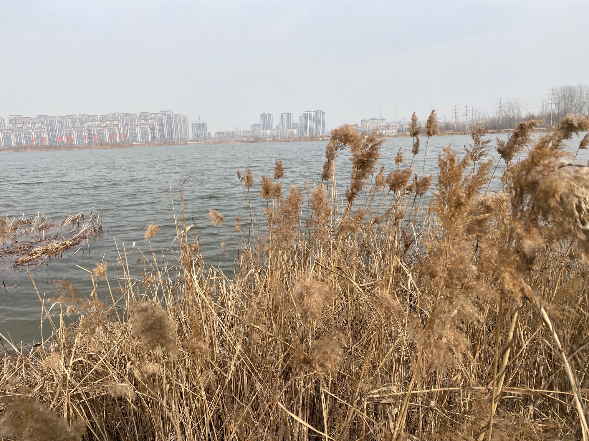 凤鸣湖湿地公园旅行图片 3