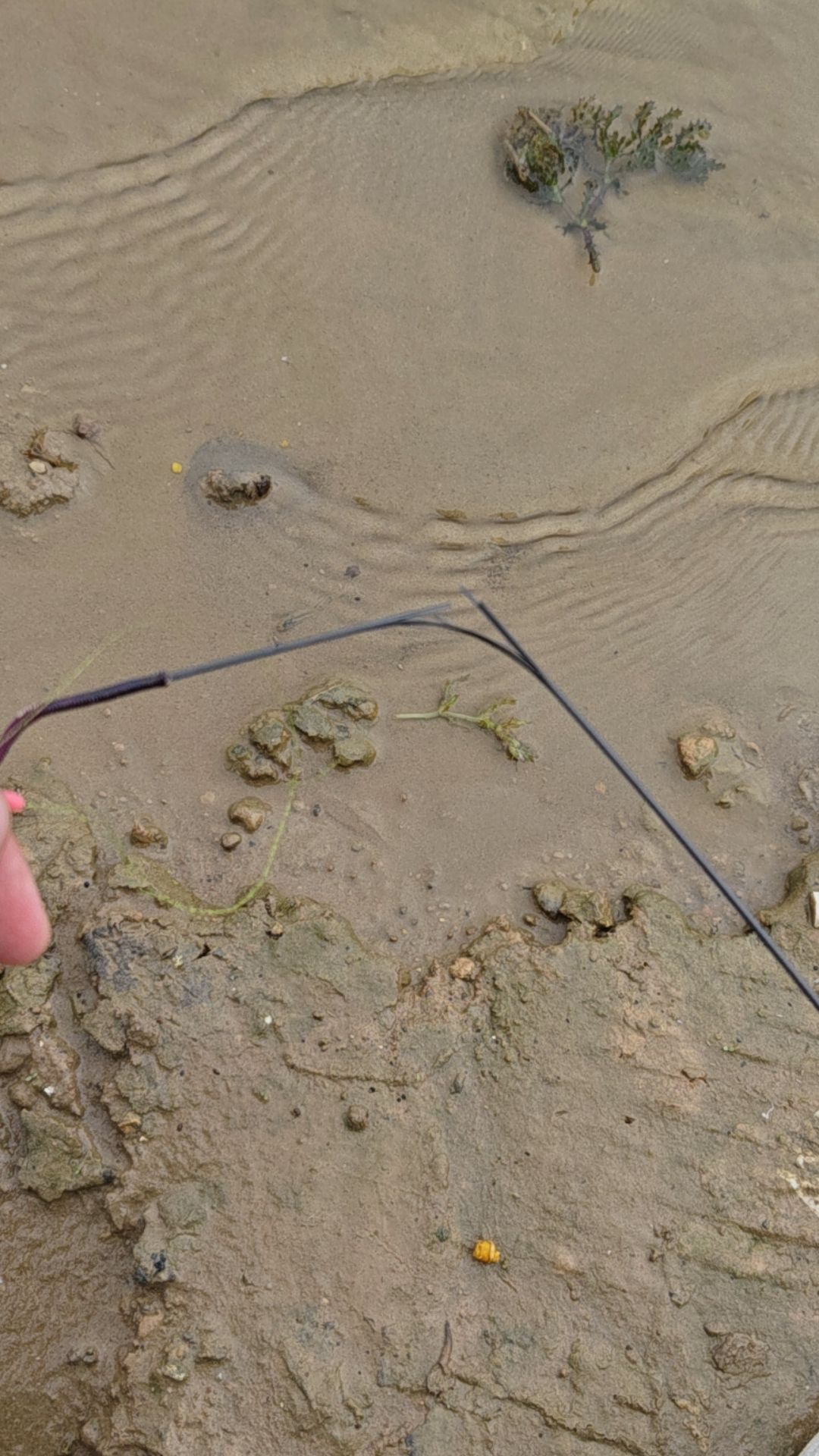 凤鸣湖湿地公园旅行图片 2