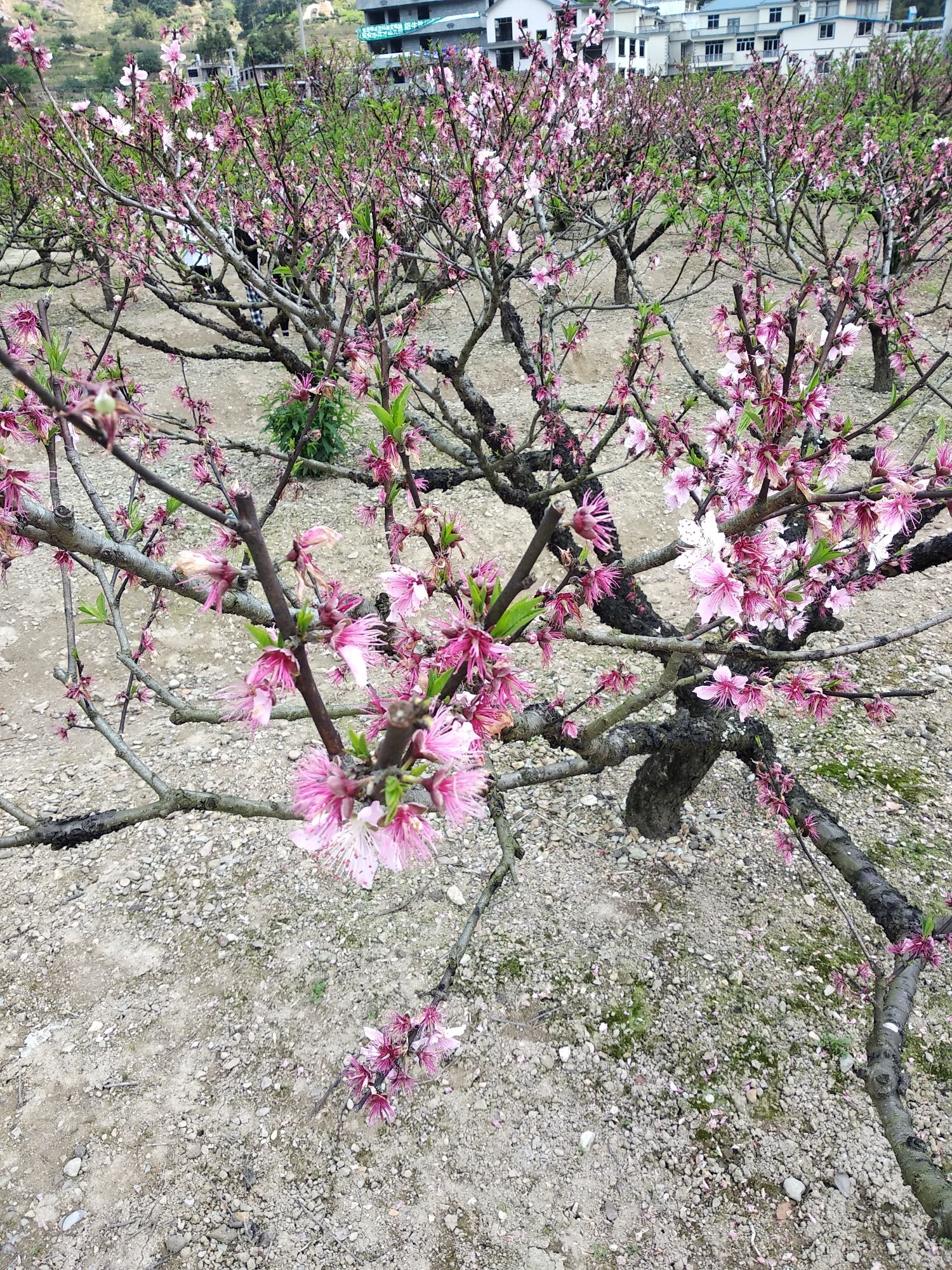 葛南板穆阳桃花岛旅行图片 2