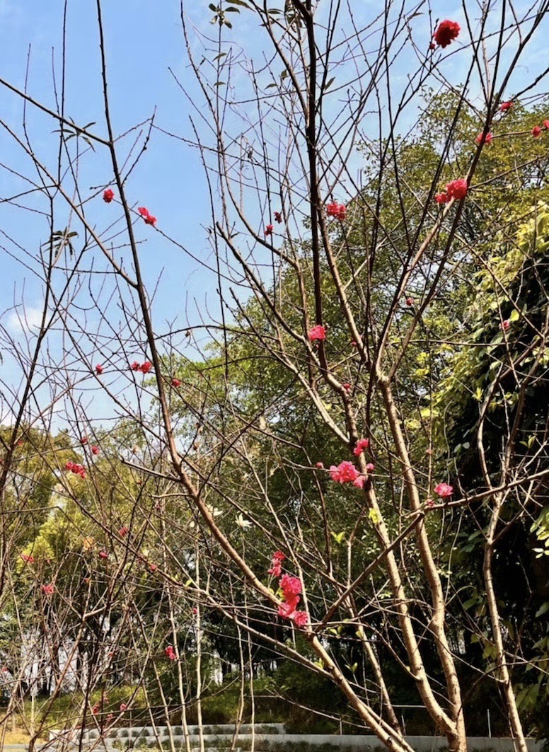 大雾岗森林公园旅行图片 1