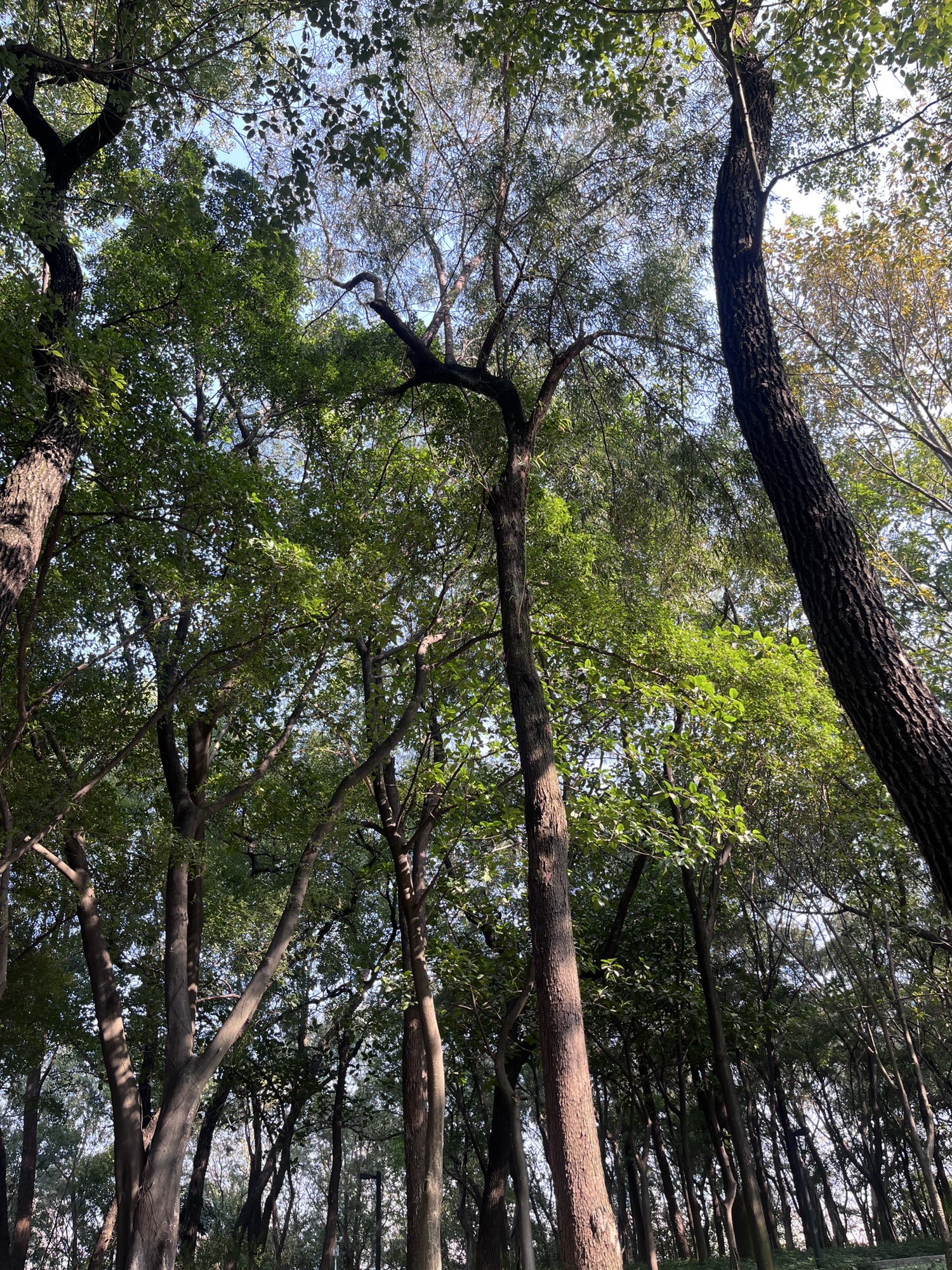 大雾岗森林公园旅行图片 3