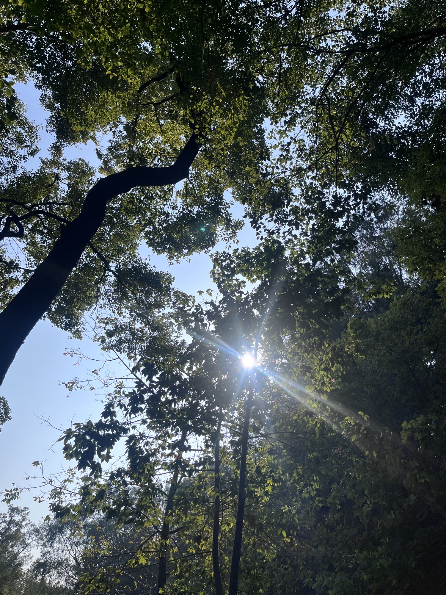大雾岗森林公园旅行图片 2