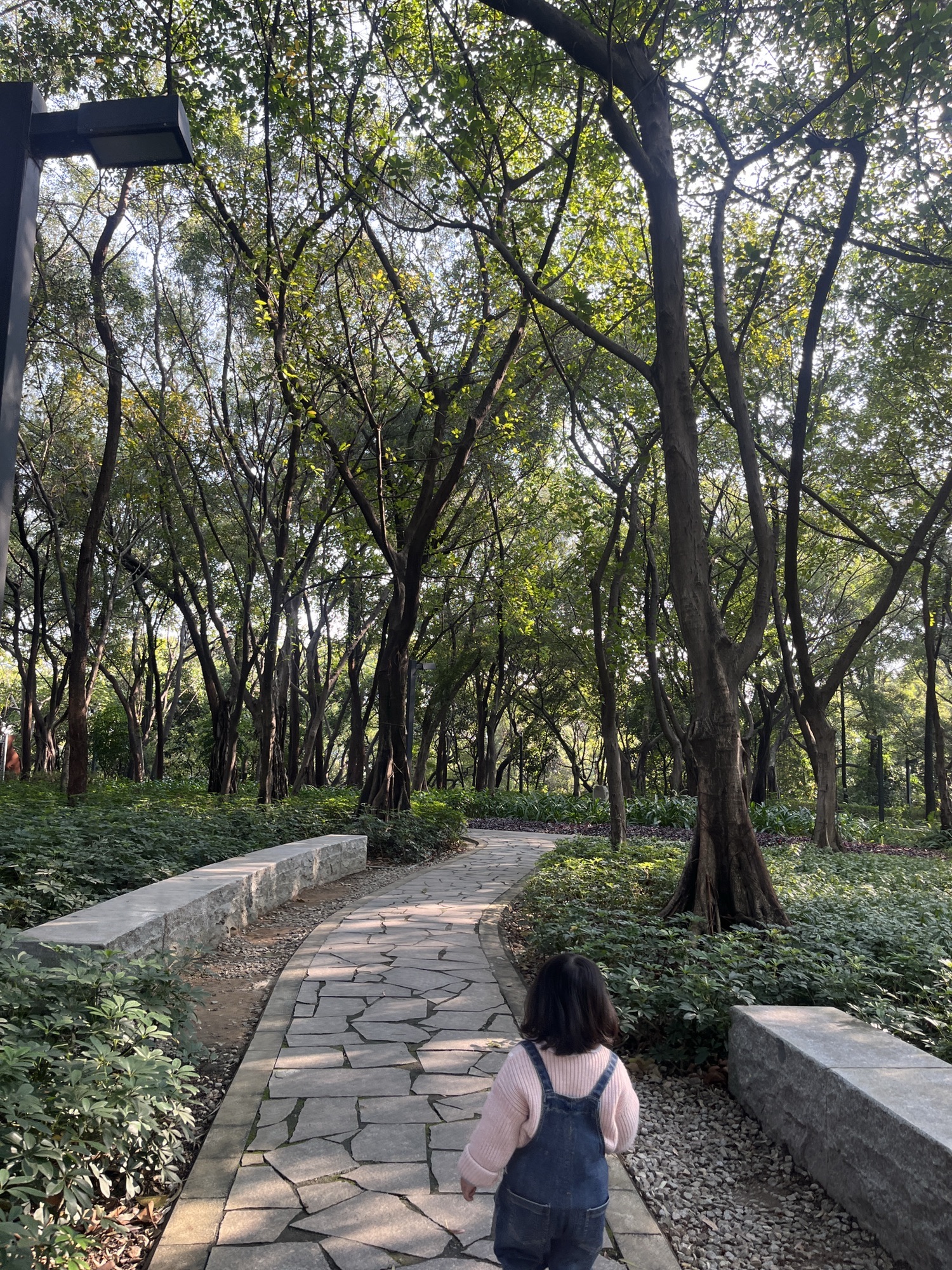 大雾岗森林公园旅行图片 1