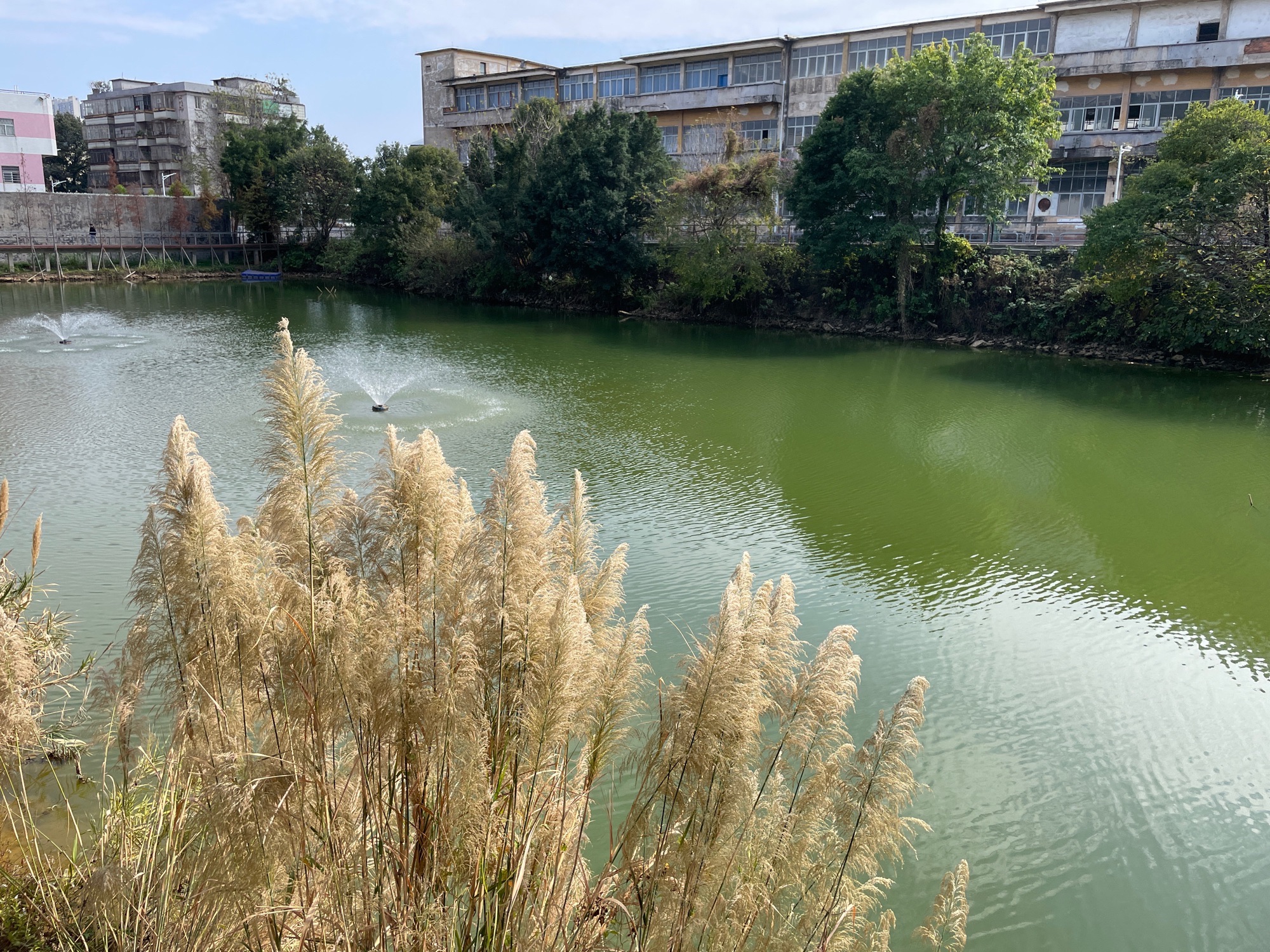 大雾岗森林公园旅行图片 2