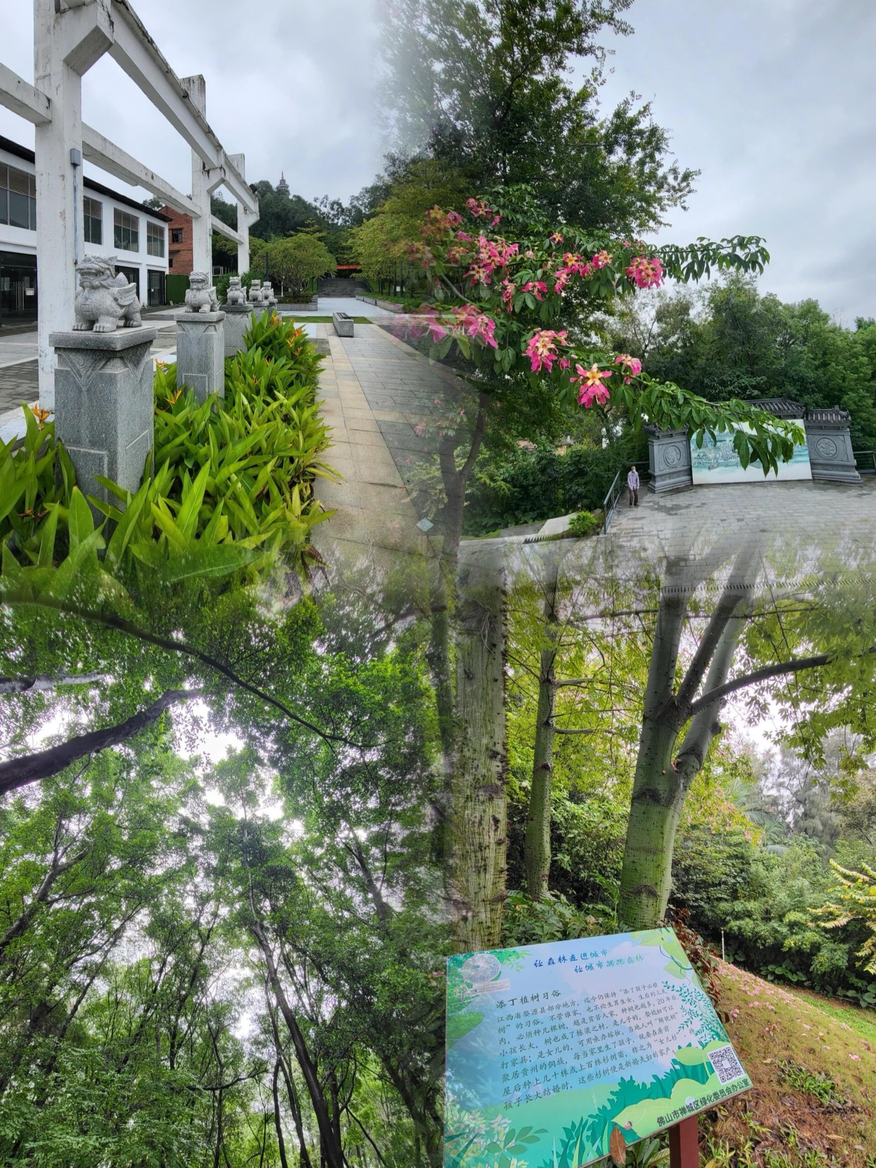 大雾岗森林公园旅行图片 1
