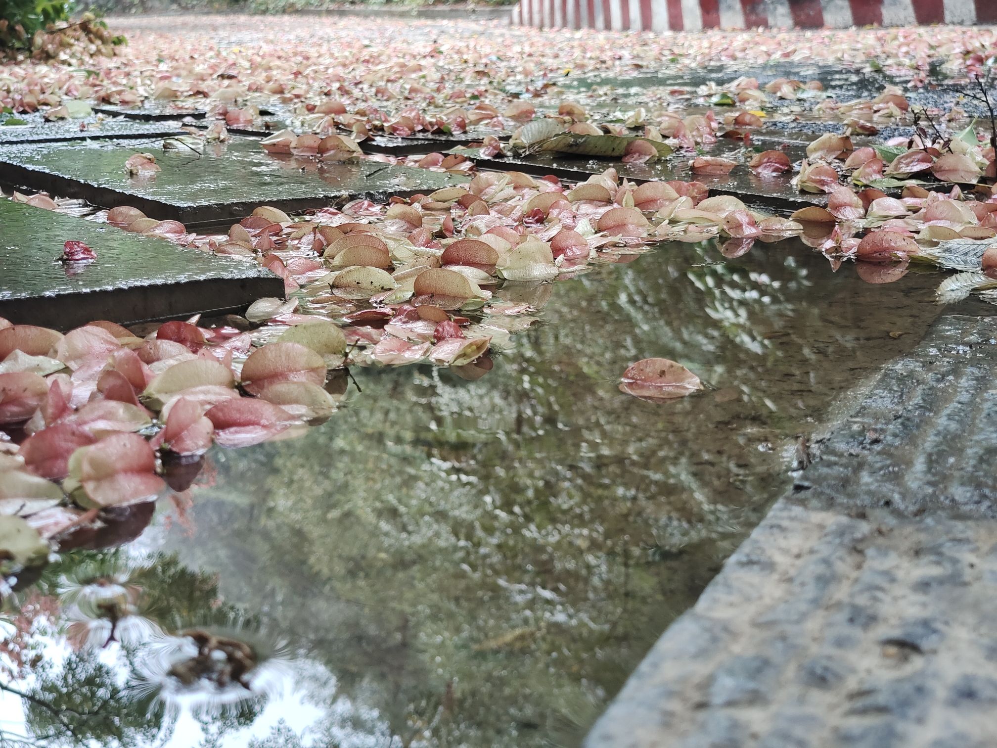 四方山旅行图片 2