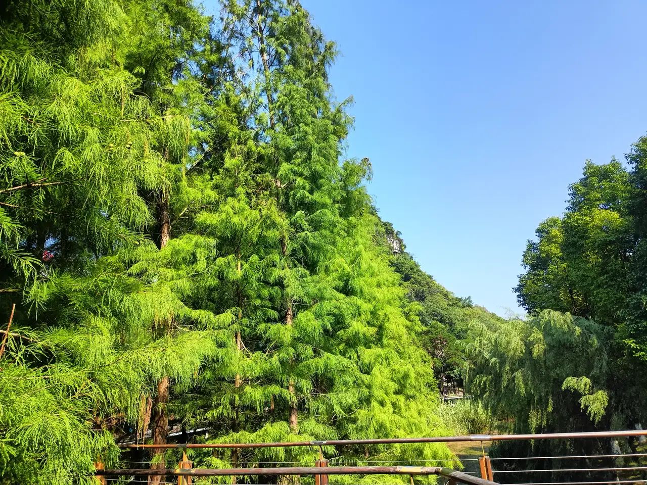 龙潭国家湿地公园旅行图片 3