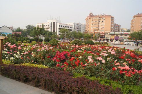 插花三角公园旅行图片 1