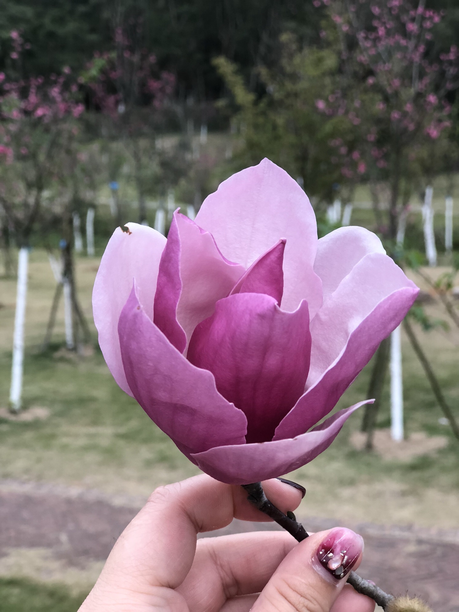 鳌峰公园旅行图片 2