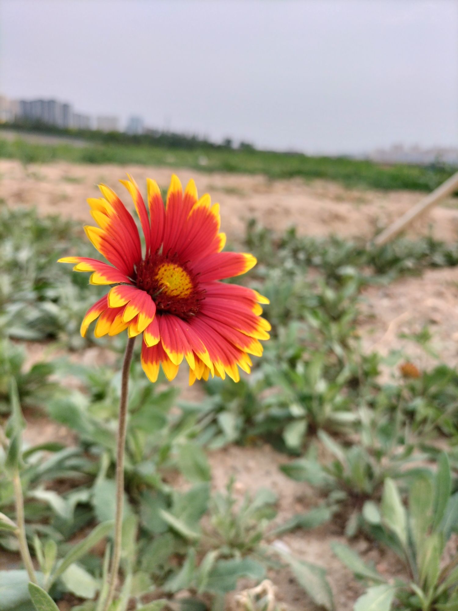 大同黄花公园旅行图片 3