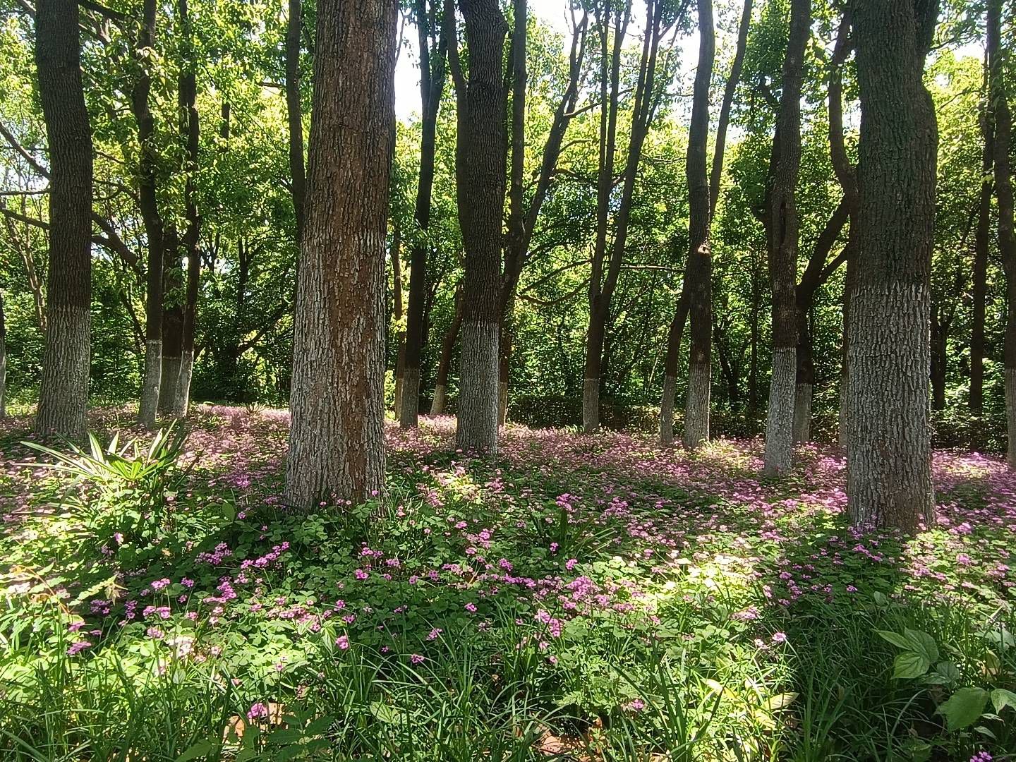溧阳西郊省级森林公园(平陵西路)