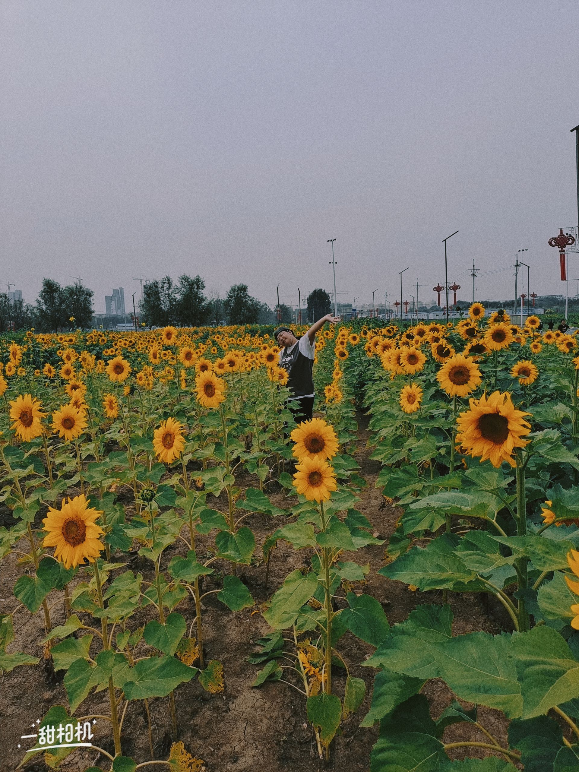 七星公园开阳园旅行图片 3