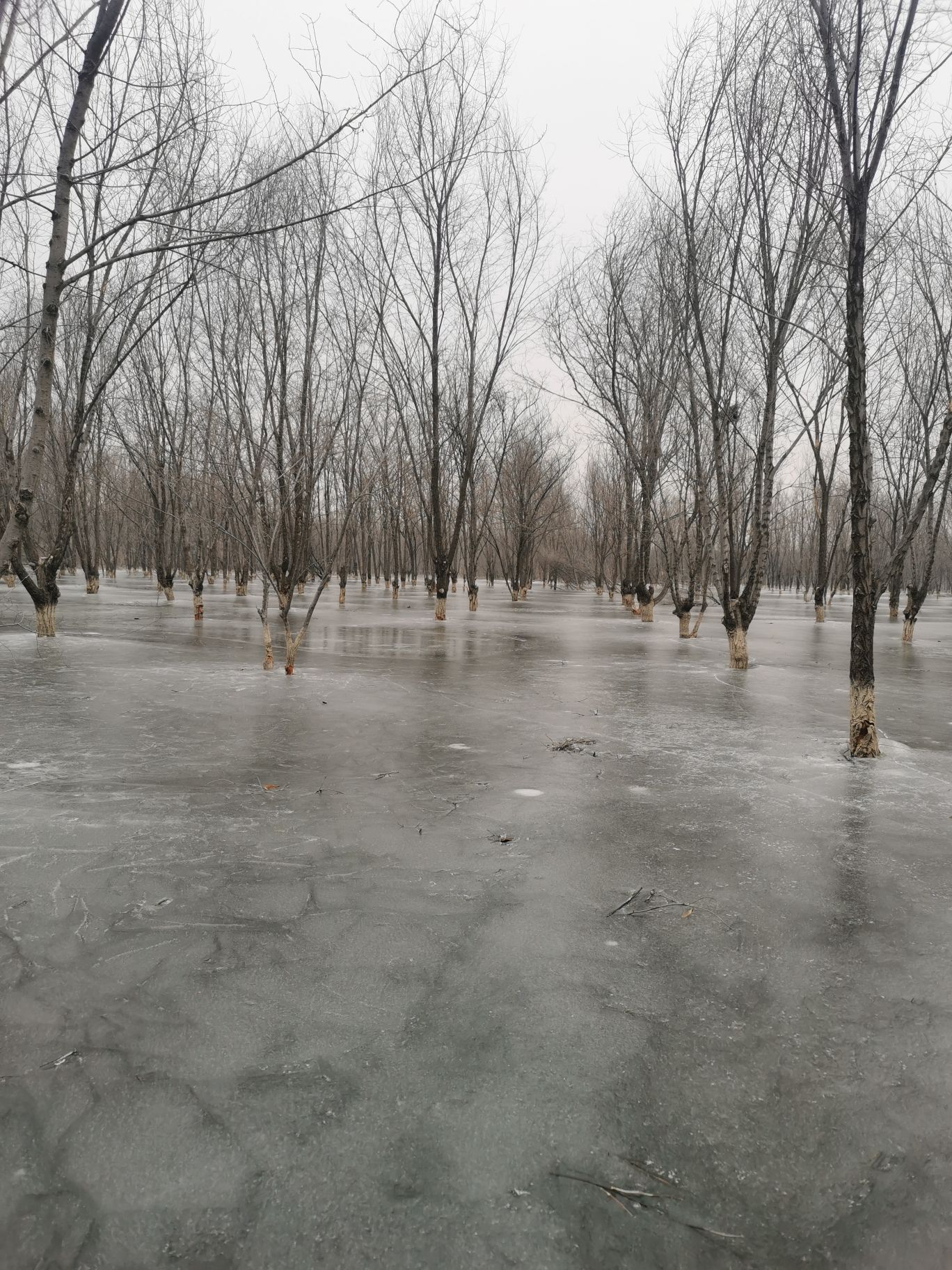 梭草生态森林公园旅行图片 3