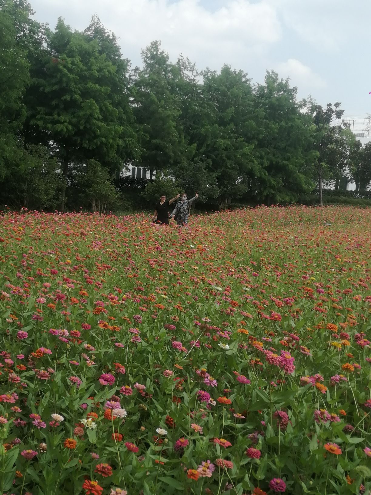 南翔水生态公园旅行图片 3