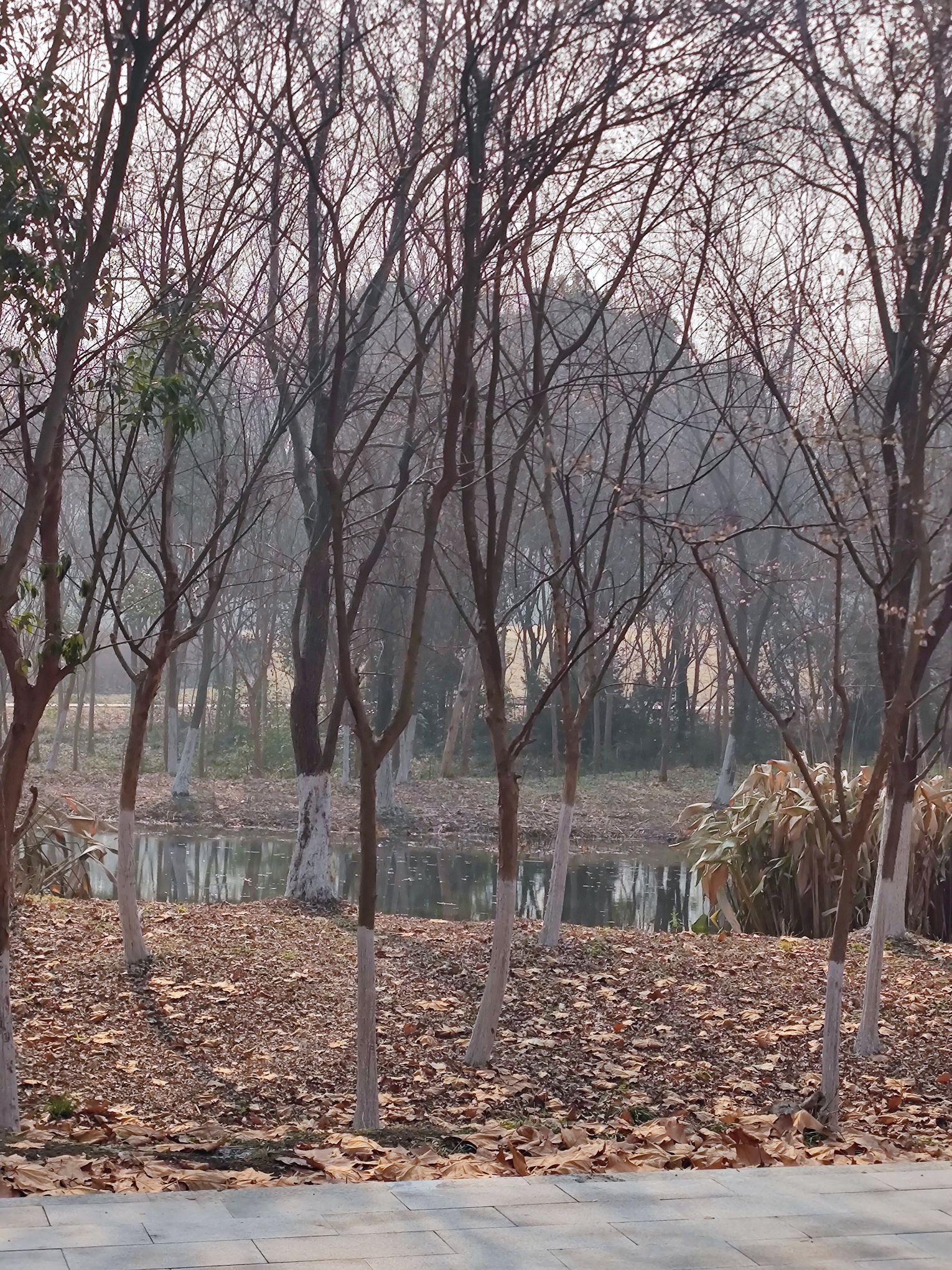 蜀峰湾南湖生态公园(蜀峰湾公园)旅行图片 1