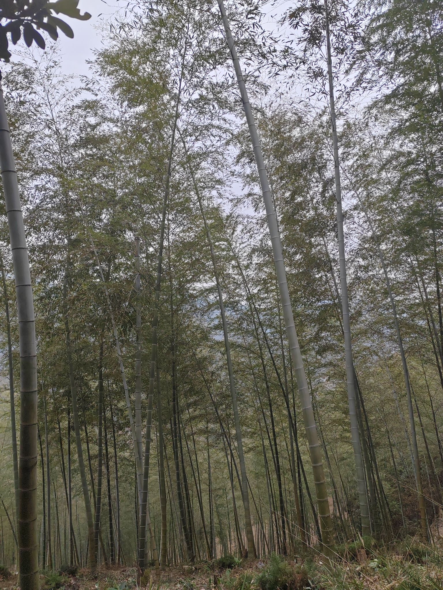 乌石古道旅行图片 2
